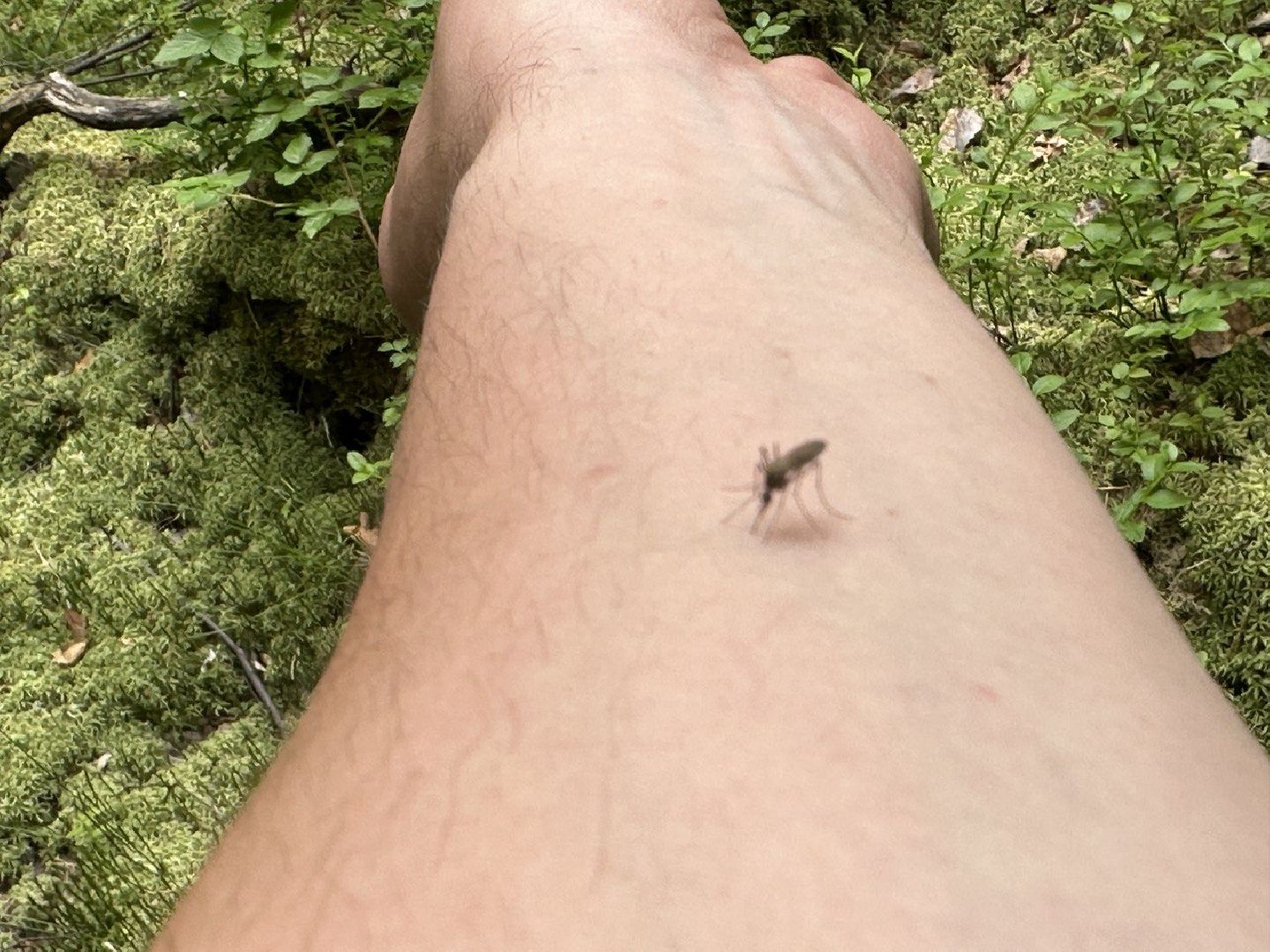 Реутов, здоровье, комары, репелленты, москитные сетки