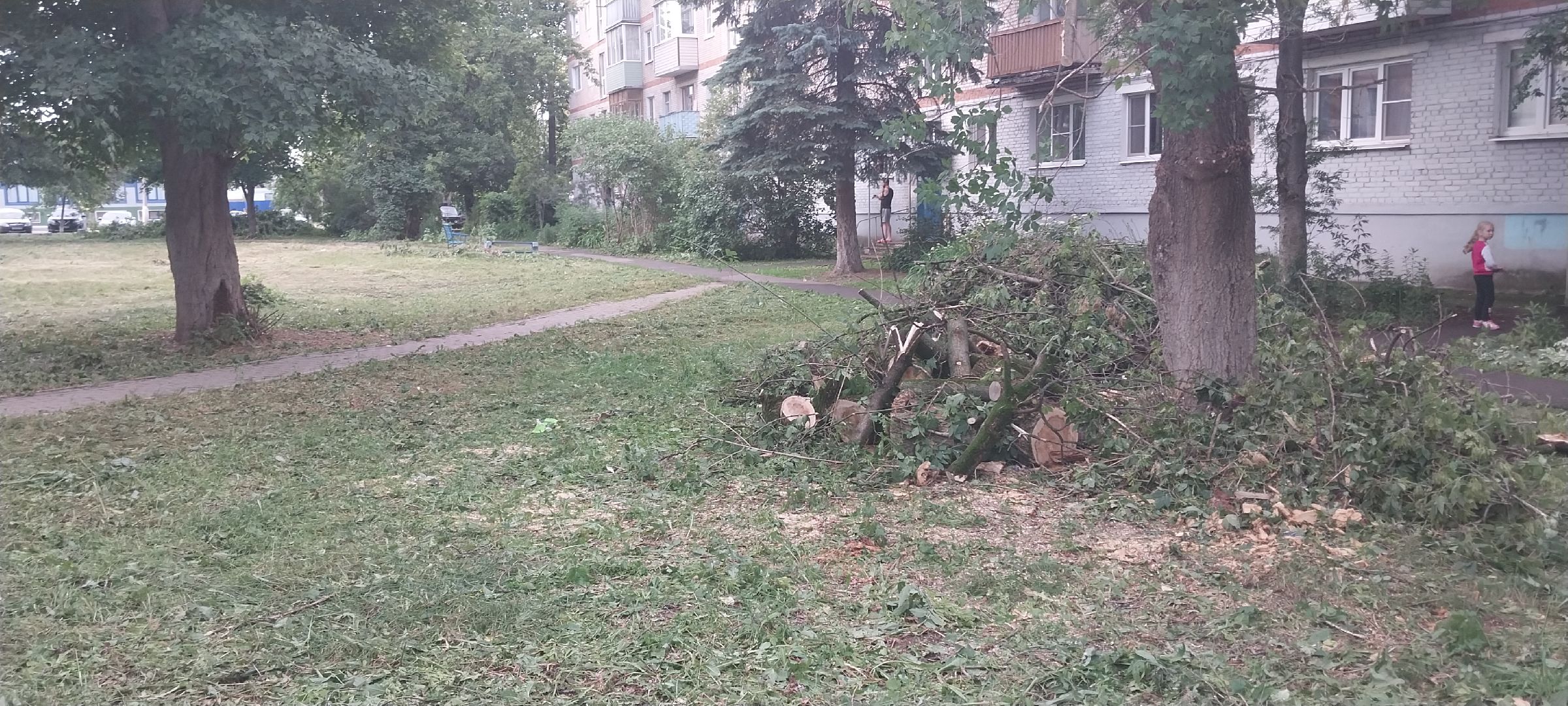 Коломна, опил деревьев, деревья