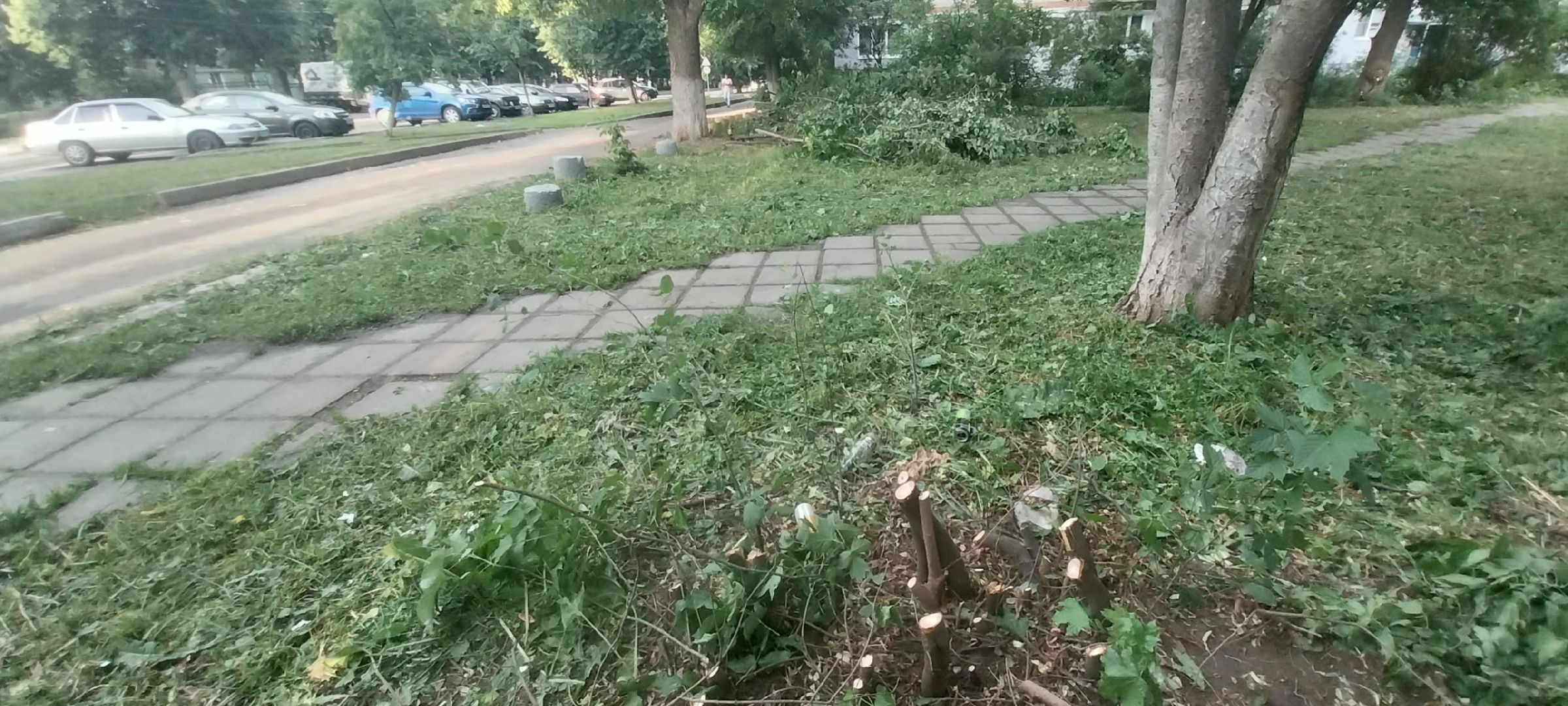 Коломна, опил деревьев, деревья