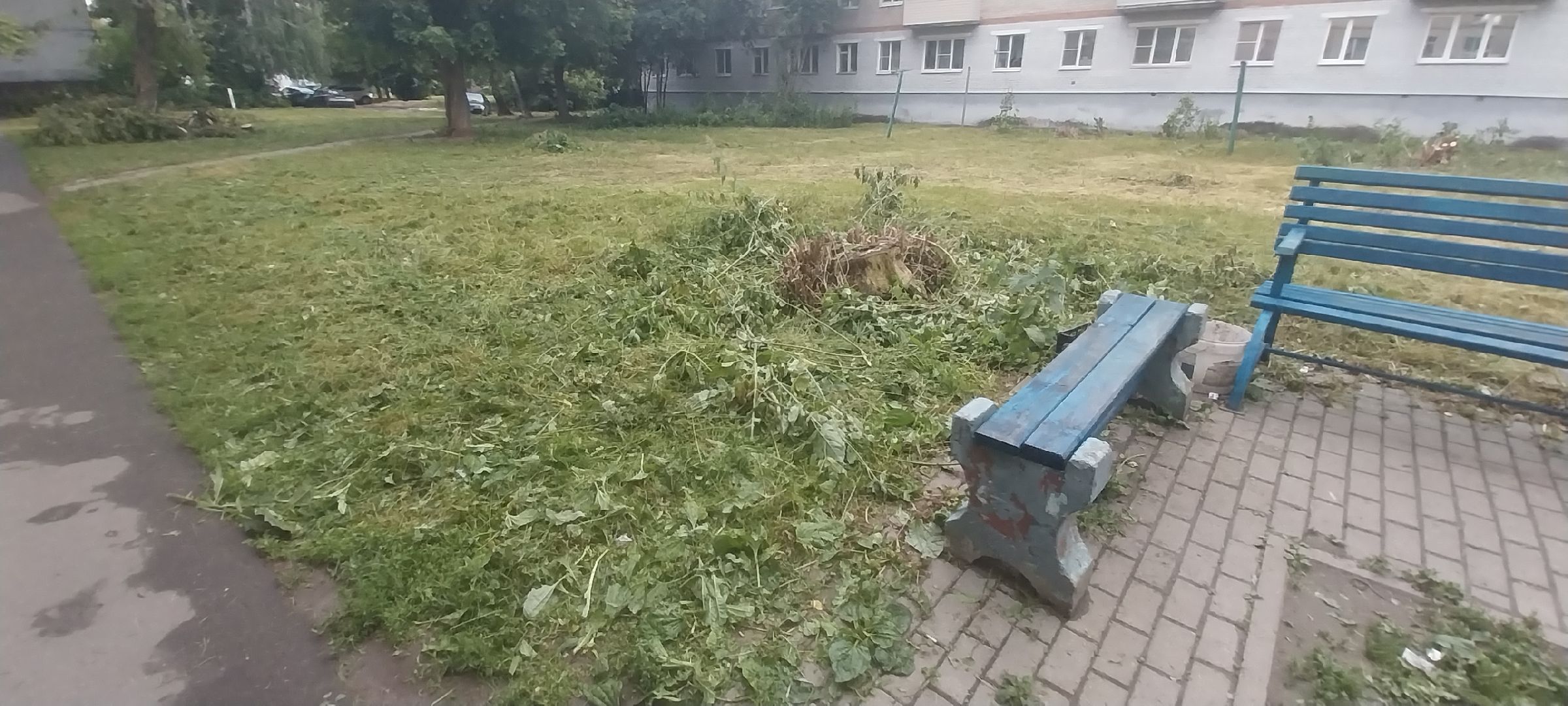 Коломна, опил деревьев, деревья