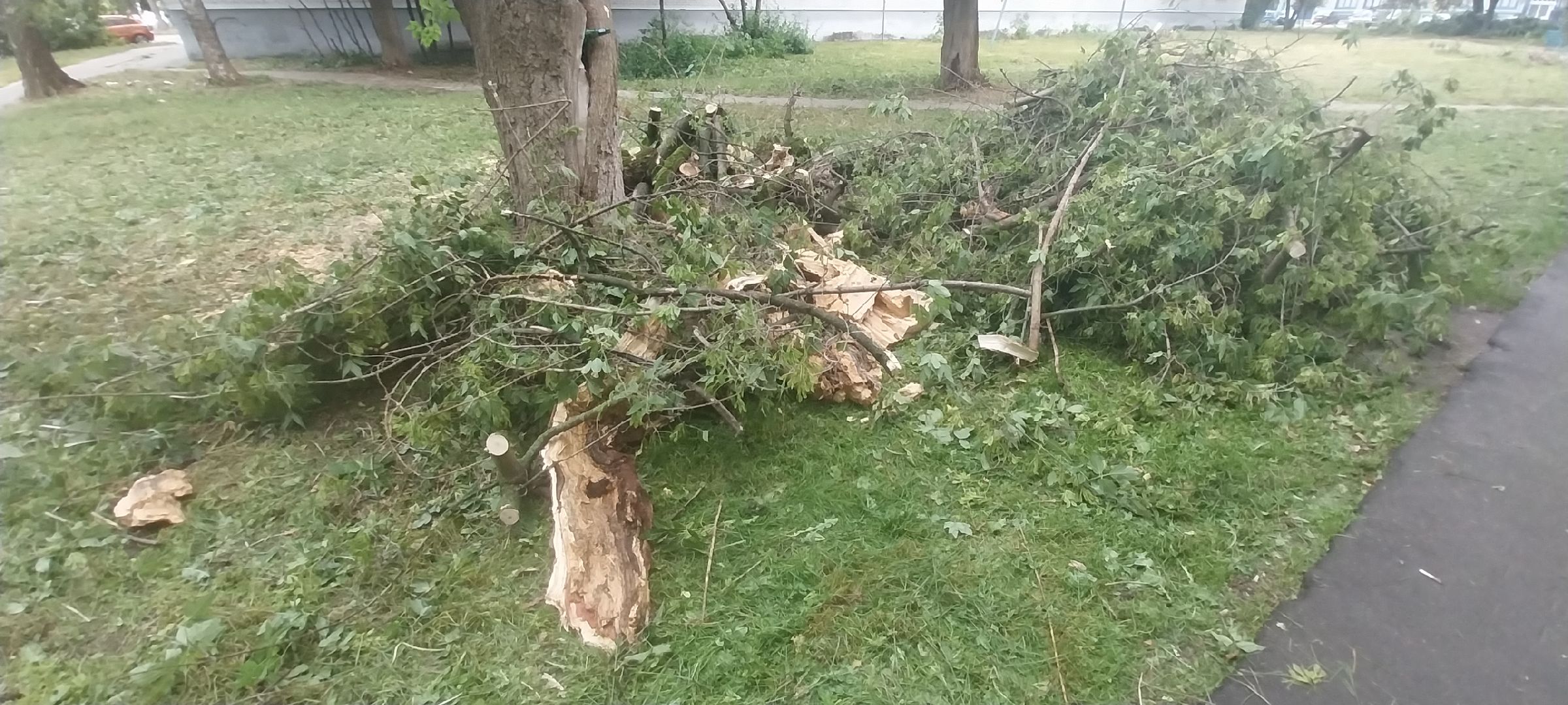 Коломна, опил деревьев, деревья