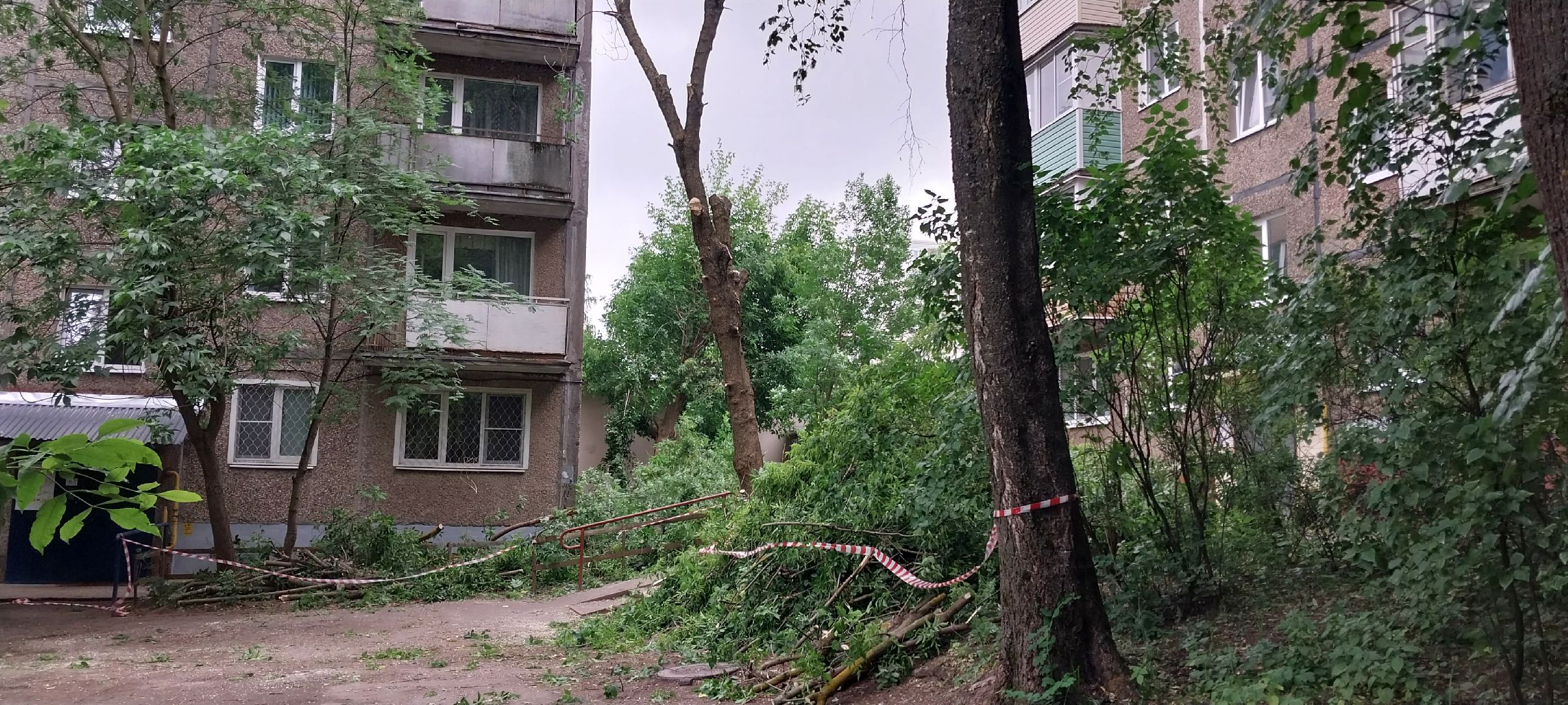 Коломна, опил деревьев, благоустройство