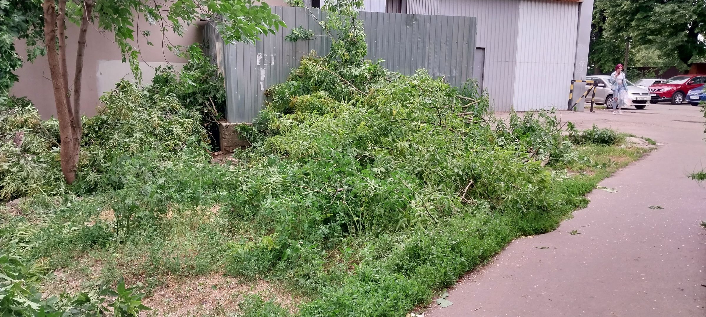 Коломна, опил деревьев, благоустройство