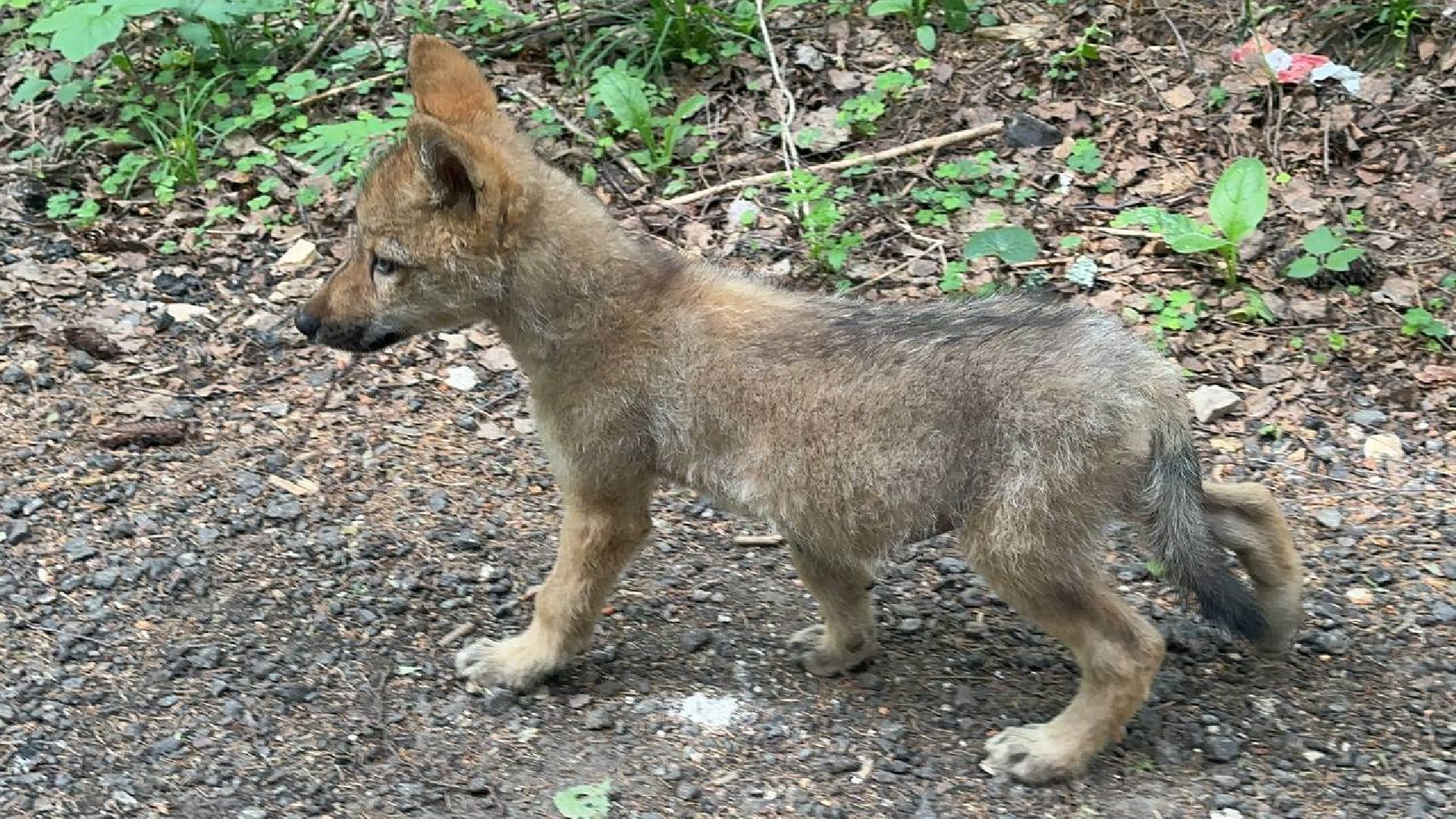 Можайск, Можайский городской округ, Подмосковье, парк тигров, сафари-парк, ягуары, львы, тигры, волк, хищники, туризм
