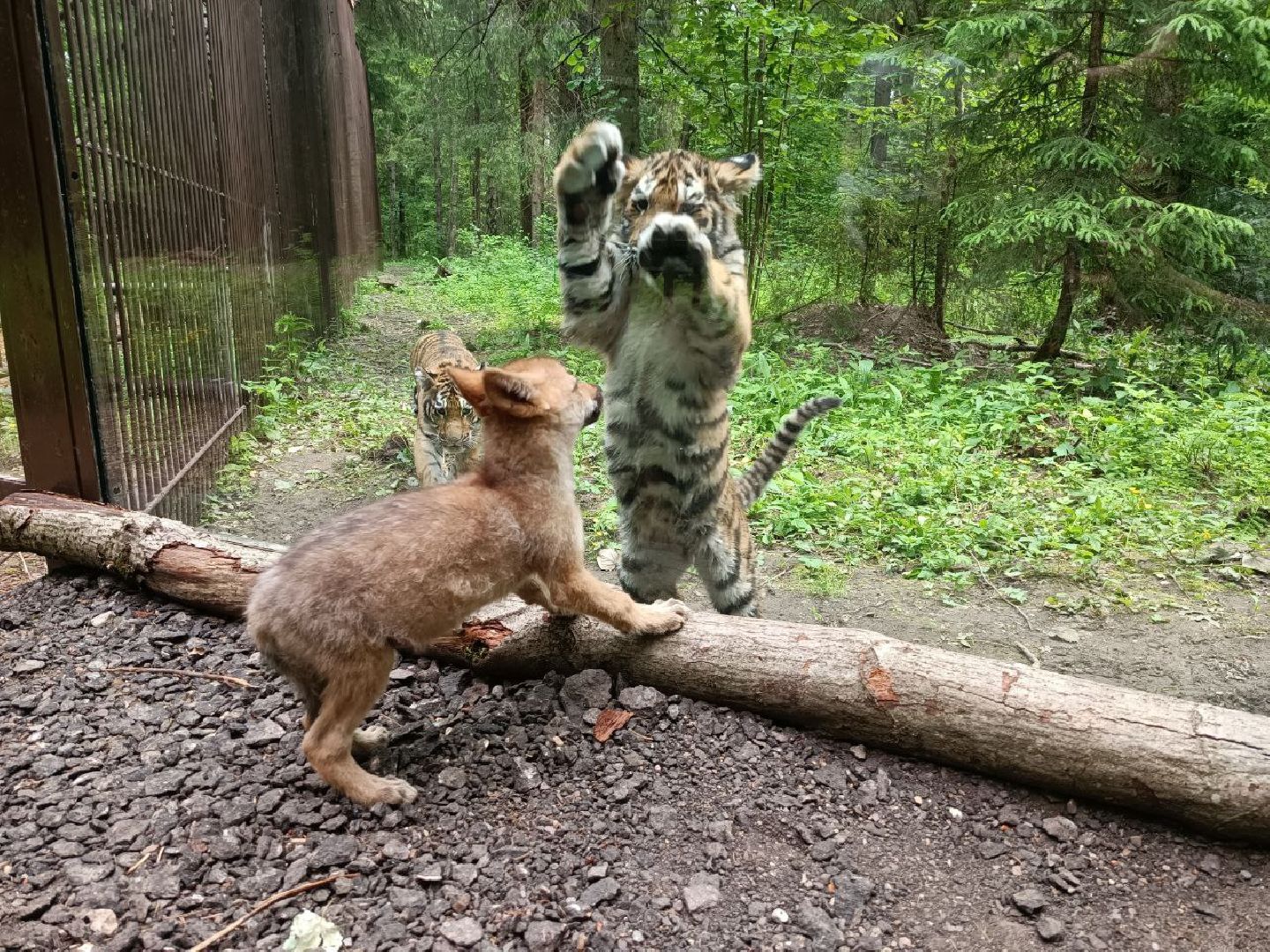 Можайск, Можайский городской округ, Подмосковье, парк тигров, сафари-парк, ягуары, львы, тигры, волк, хищники, туризм