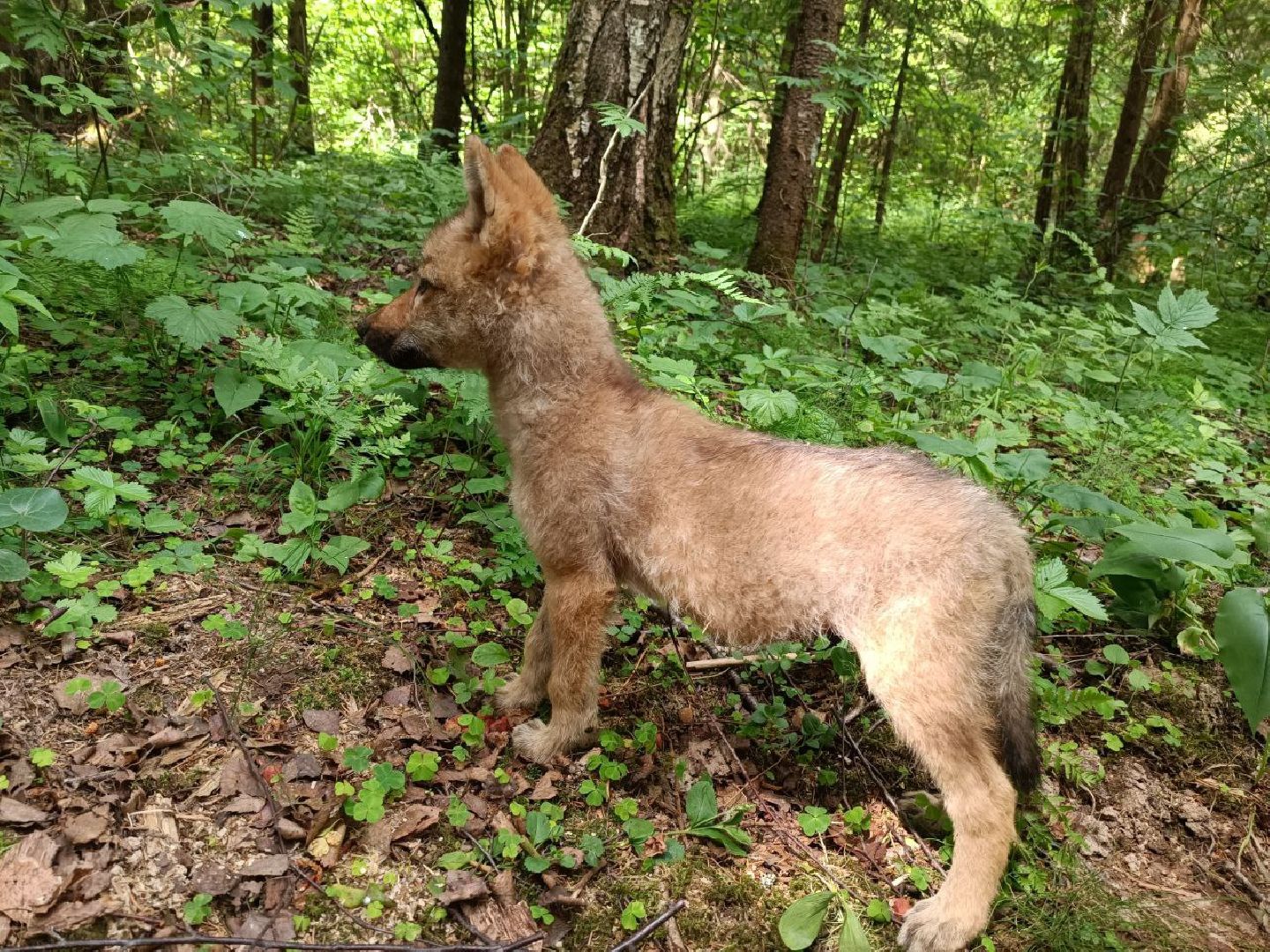 Можайск, Можайский городской округ, Подмосковье, парк тигров, сафари-парк, ягуары, львы, тигры, волк, хищники, туризм
