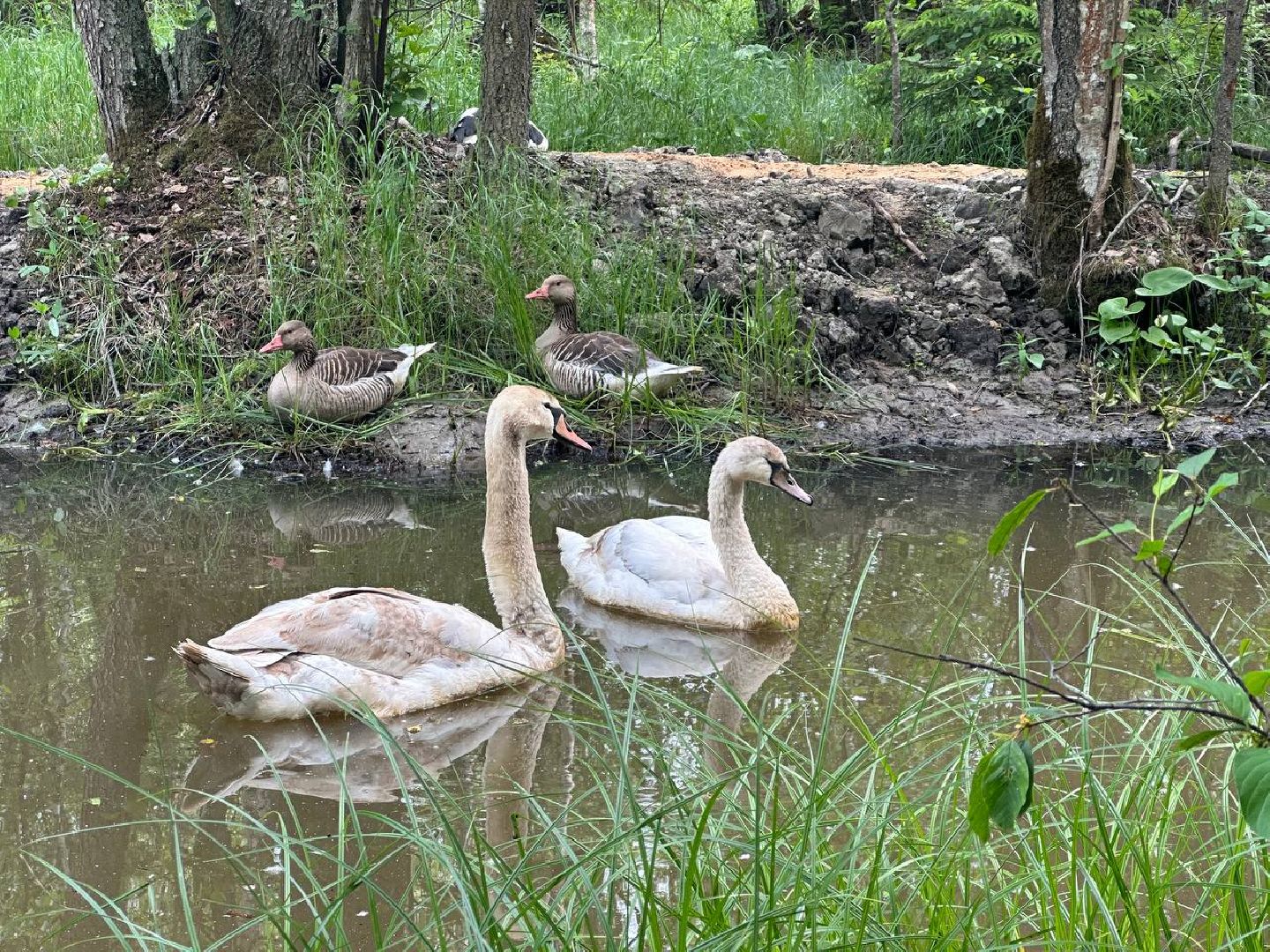 Можайск, Можайский городской округ, Подмосковье, парк тигров, сафари-парк, ягуары, львы, тигры, волк, хищники, туризм