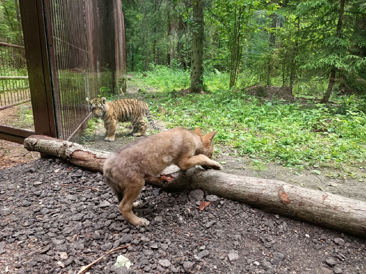 Можайск, Можайский городской округ, Подмосковье, парк тигров, сафари-парк, ягуары, львы, тигры, волк, хищники, туризм