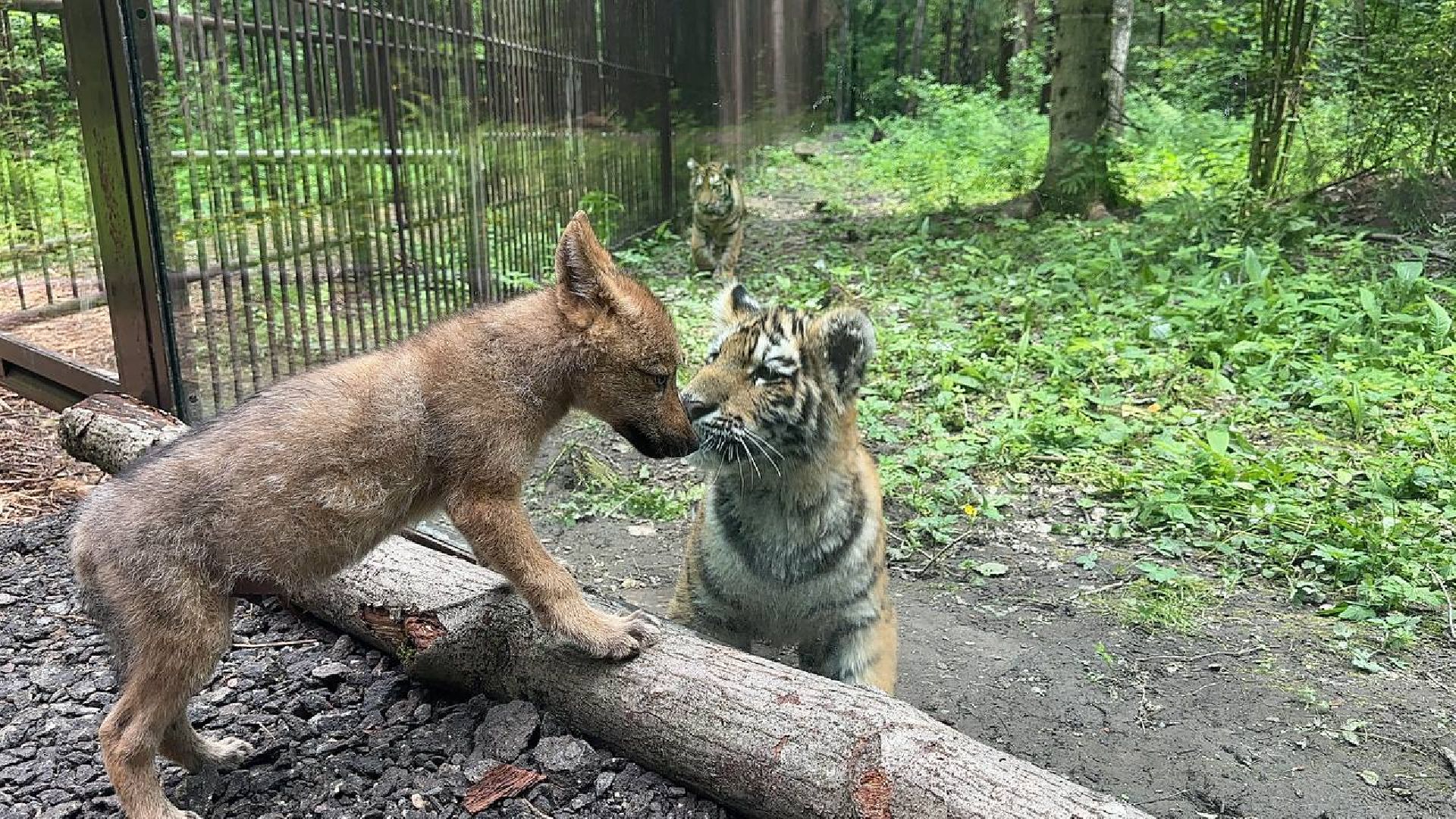 Можайск, Можайский городской округ, Подмосковье, парк тигров, сафари-парк, ягуары, львы, тигры, волк, хищники, туризм