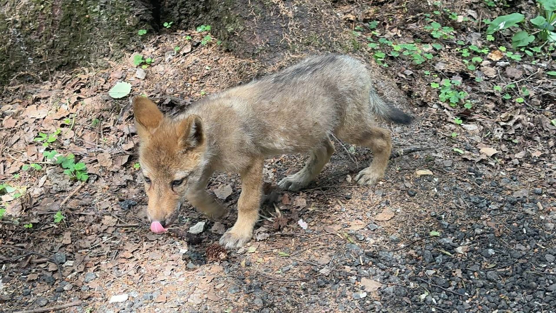 Можайск, Можайский городской округ, Подмосковье, парк тигров, сафари-парк, ягуары, львы, тигры, волк, хищники, туризм