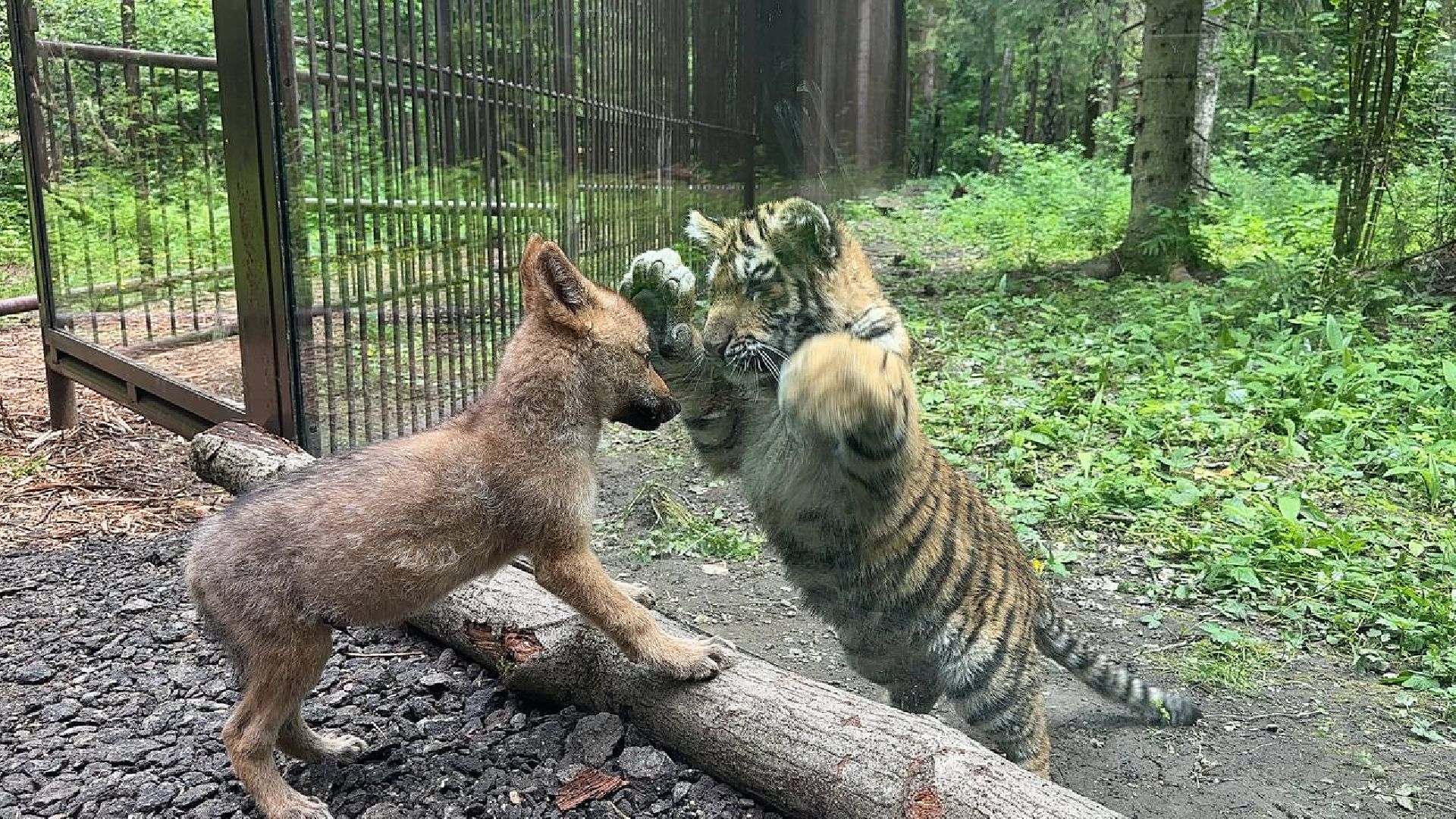 Можайск, Можайский городской округ, Подмосковье, парк тигров, сафари-парк, ягуары, львы, тигры, волк, хищники, туризм
