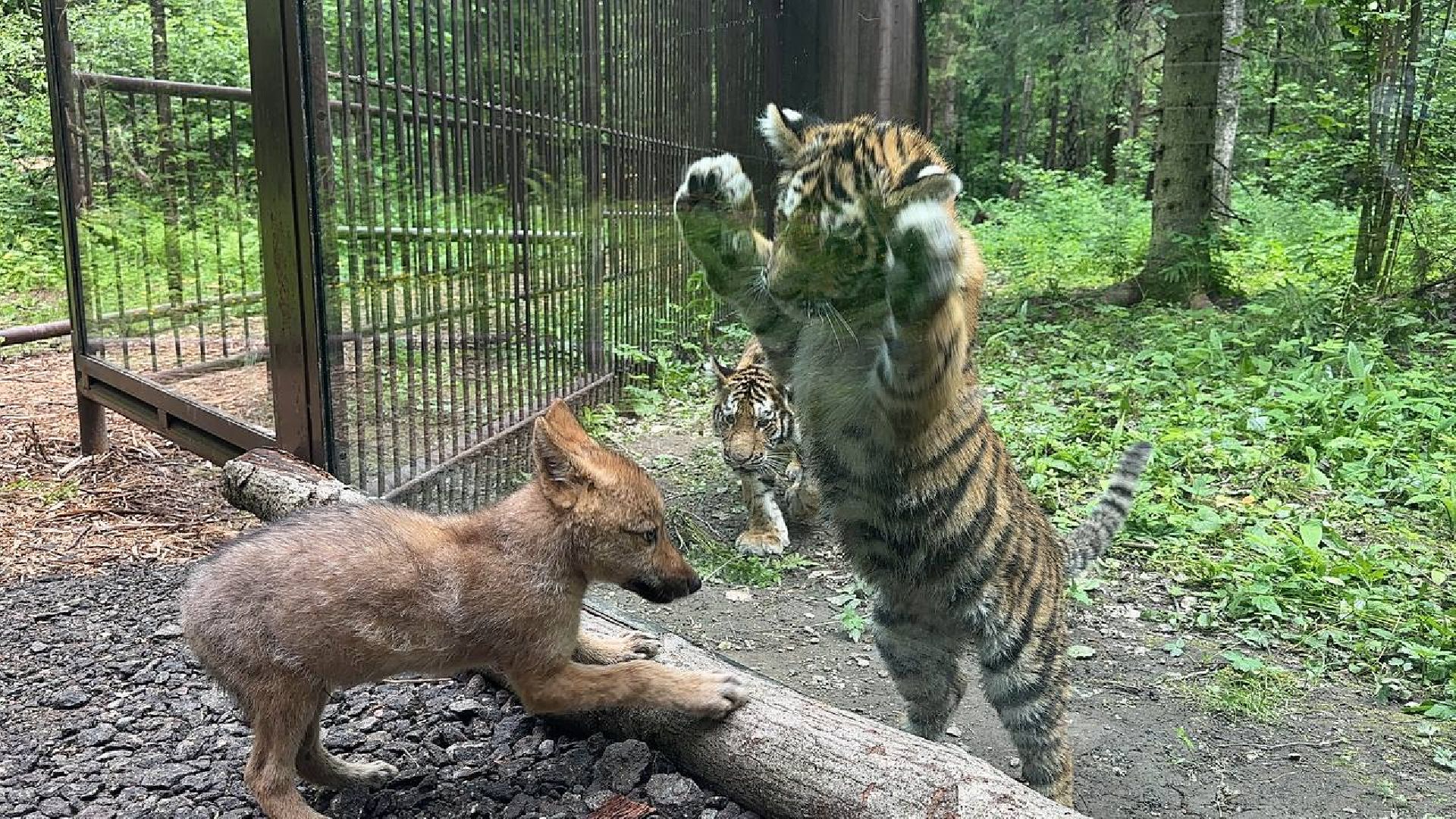 Можайск, Можайский городской округ, Подмосковье, парк тигров, сафари-парк, ягуары, львы, тигры, волк, хищники, туризм