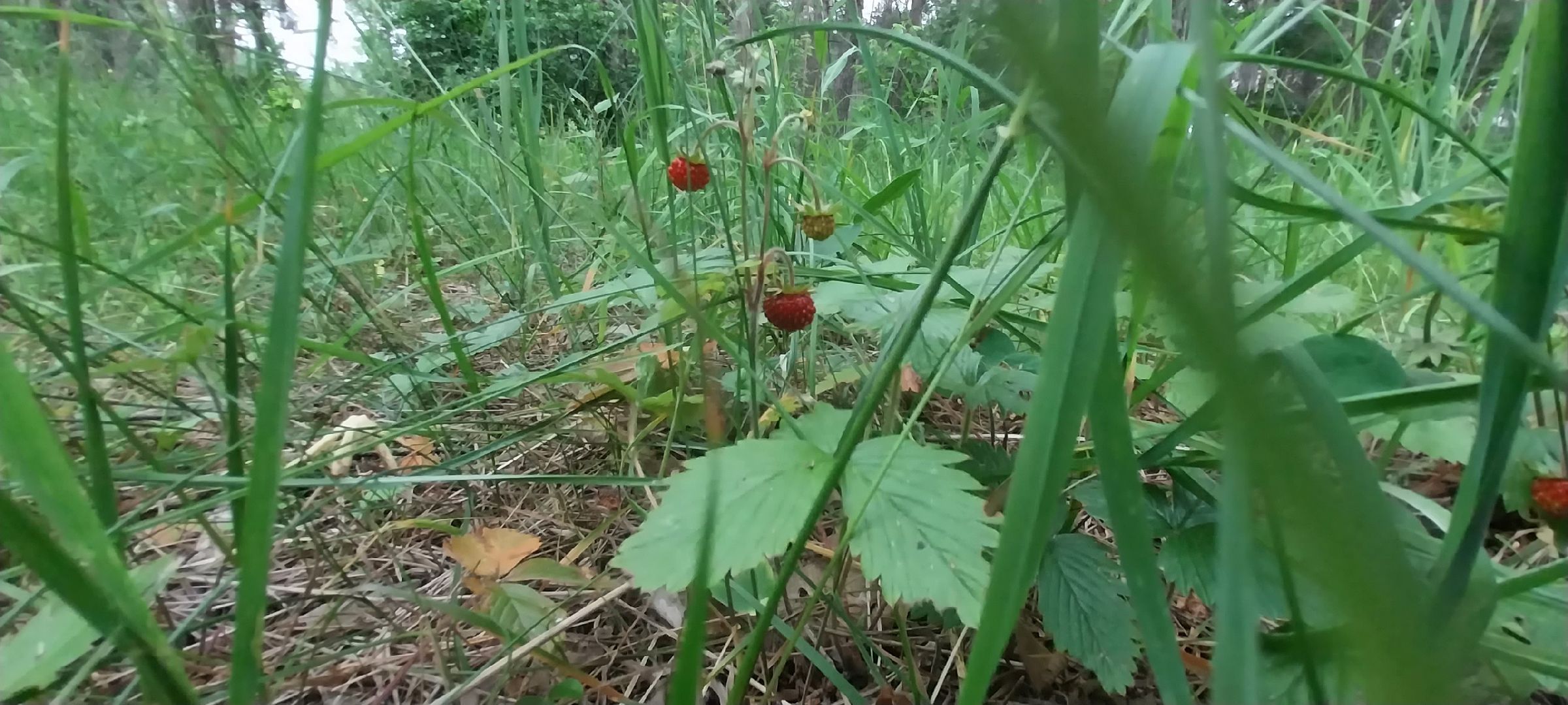 Коломна, земляника, леса подмосковья