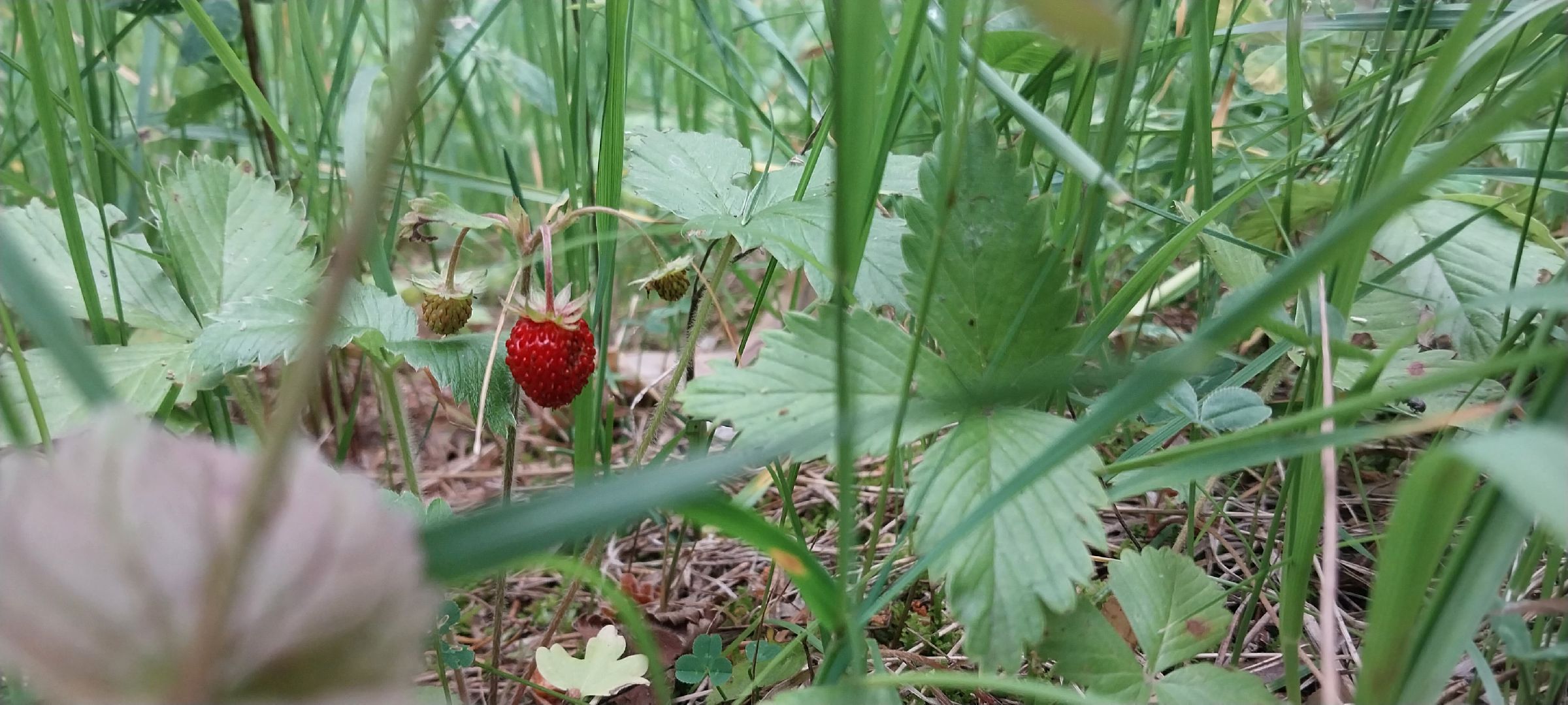 Коломна, земляника, леса подмосковья