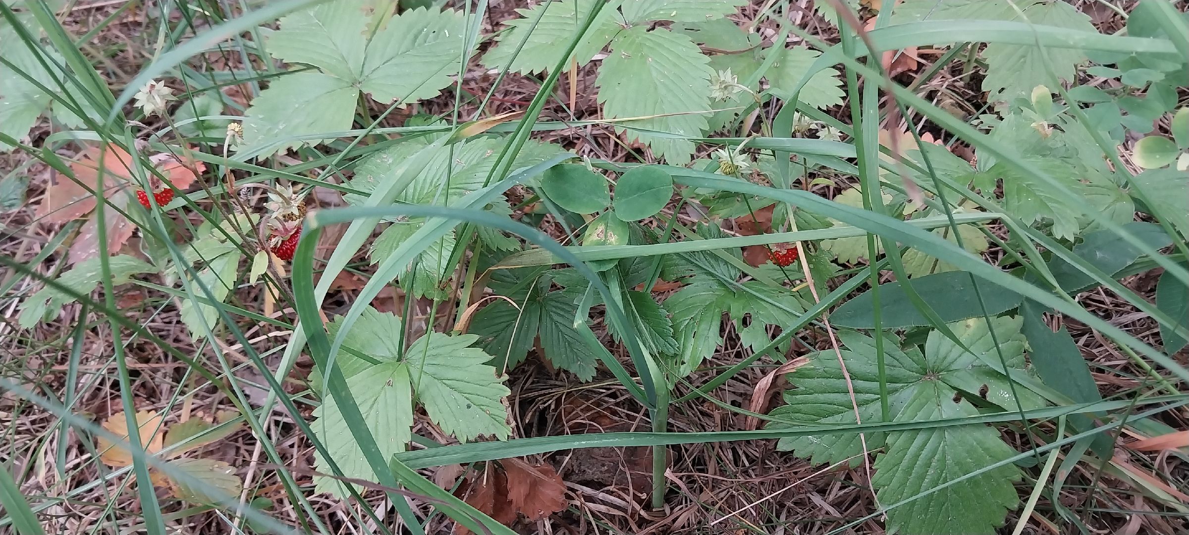 Коломна, земляника, леса подмосковья