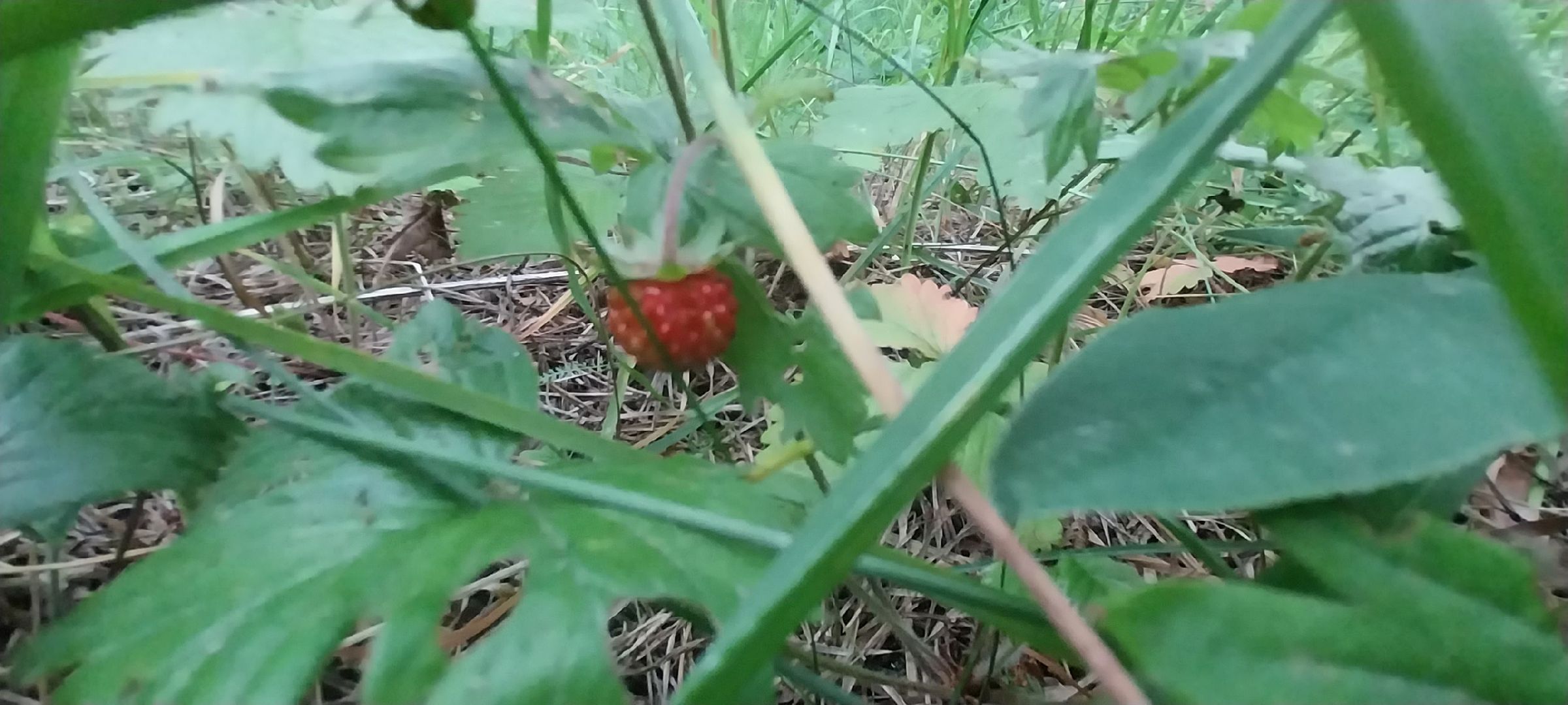 Коломна, земляника, леса подмосковья