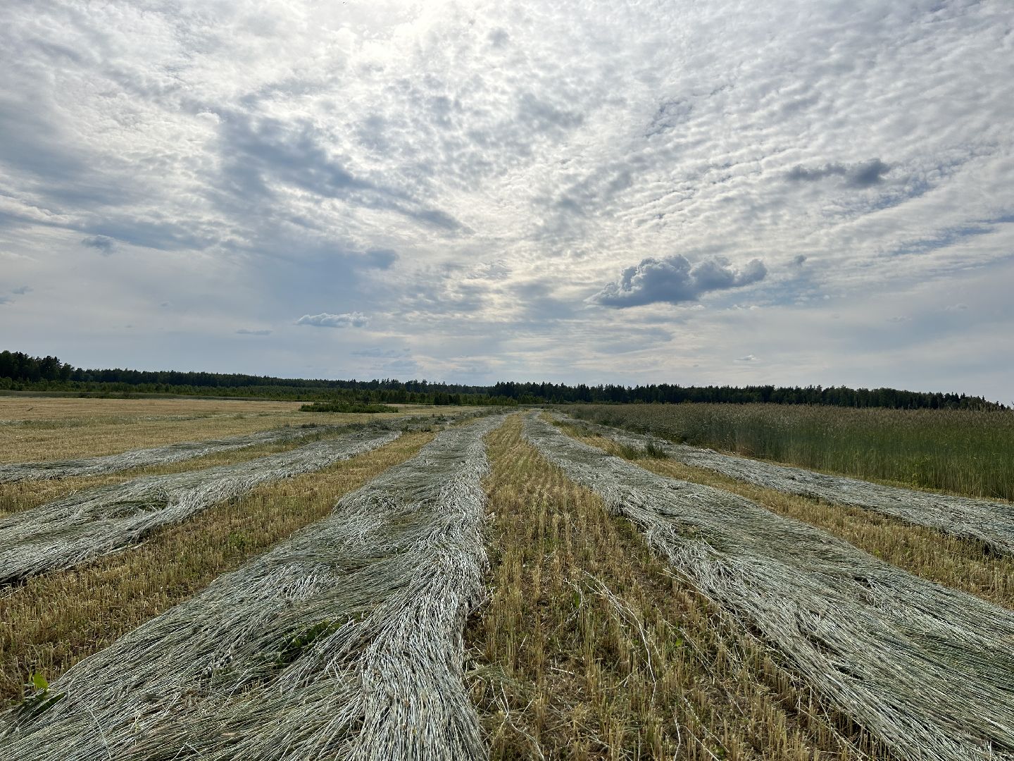 сельское хозяйство, ферма, аренда земли, Щёлково