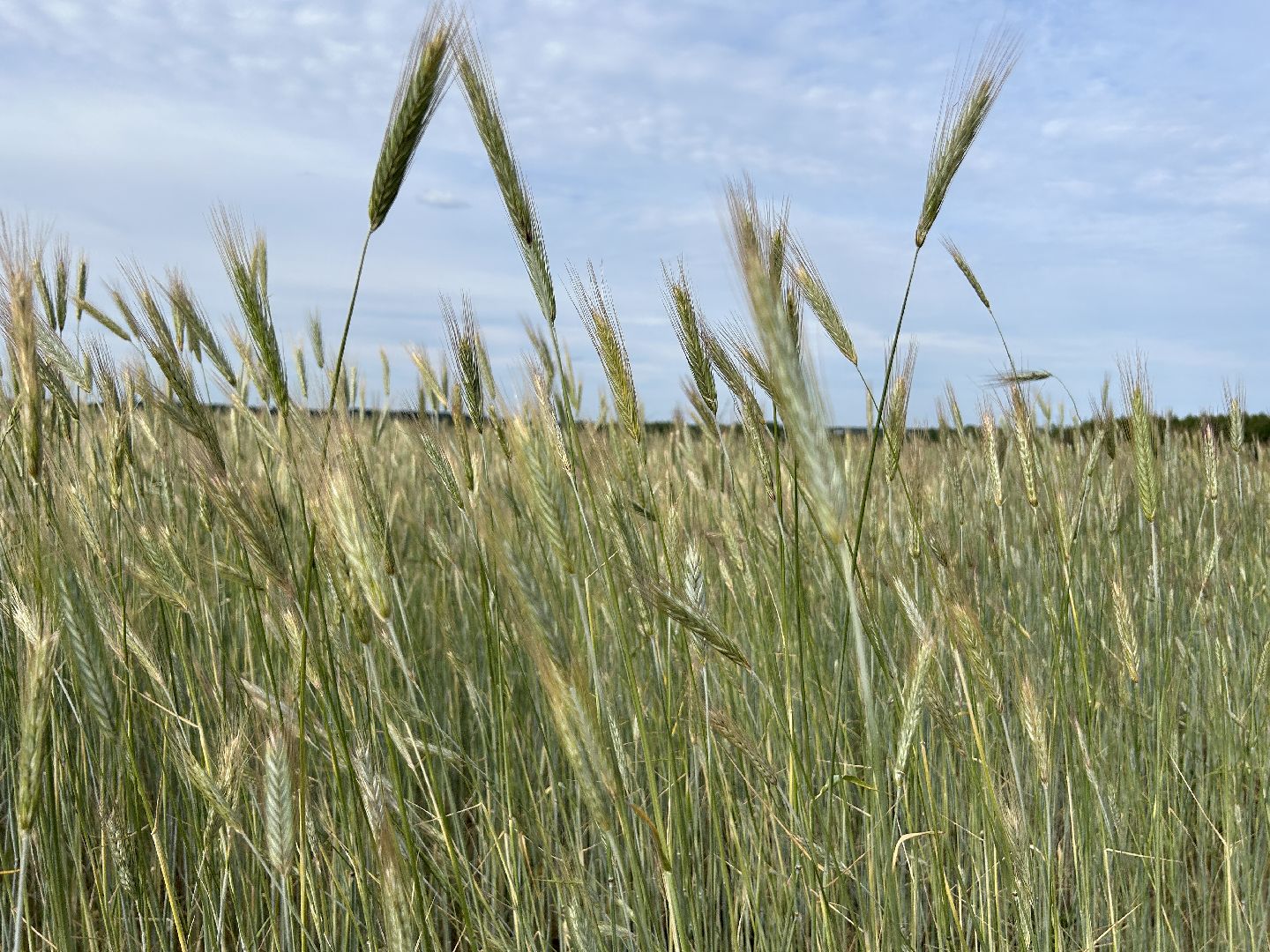 сельское хозяйство, ферма, аренда земли, Щёлково