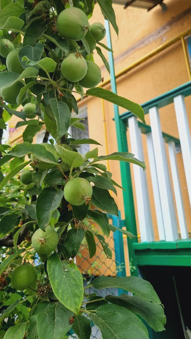 Подмосковье, Ивантеевка, благоустройство