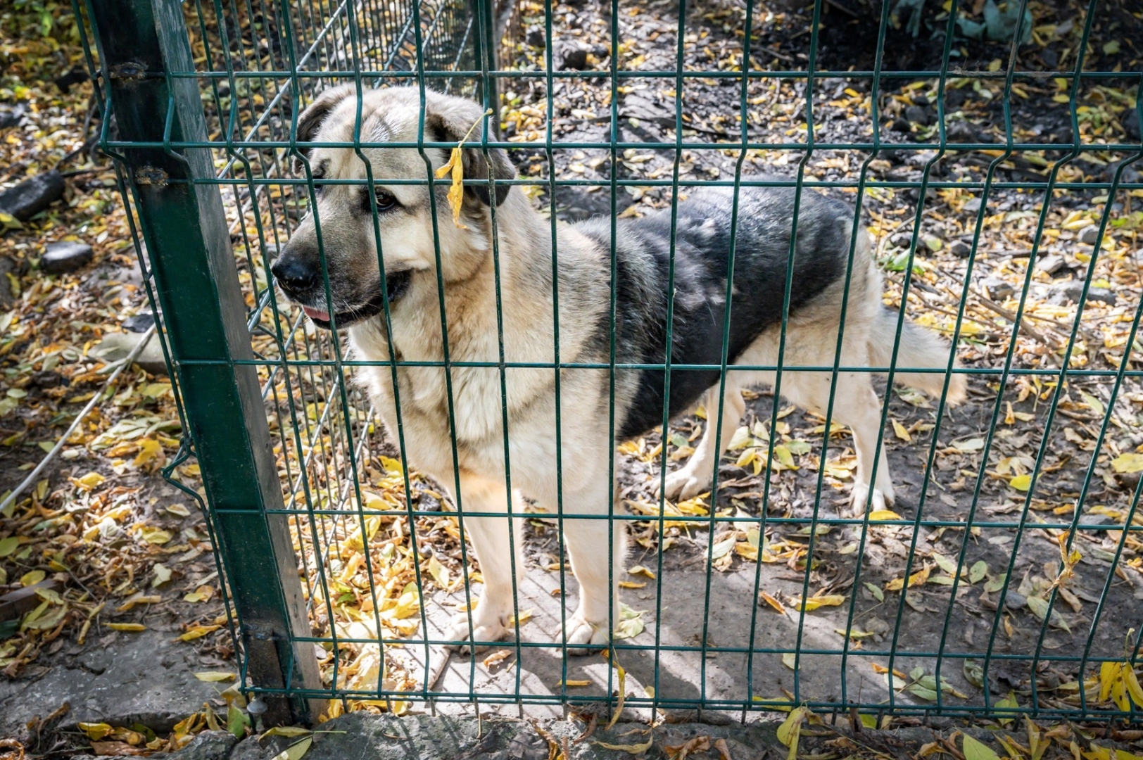 Домодедово, волонтеры, приют, крышечки добра, пластиковые крышечки