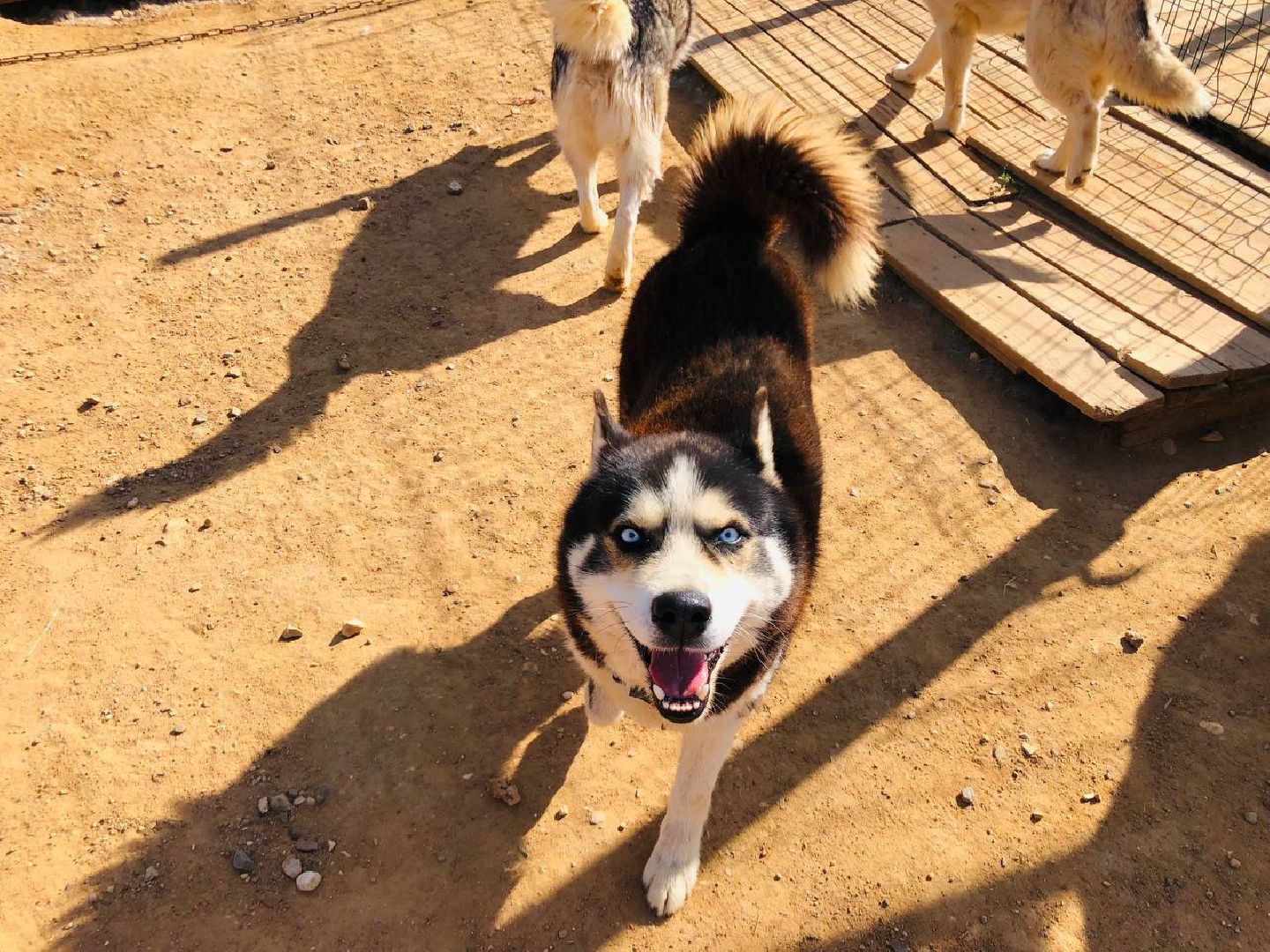 Руза, хаскидеревня, собаки, рузская Аляска, животные, туризм, дог-трекинг, катание на упряжках