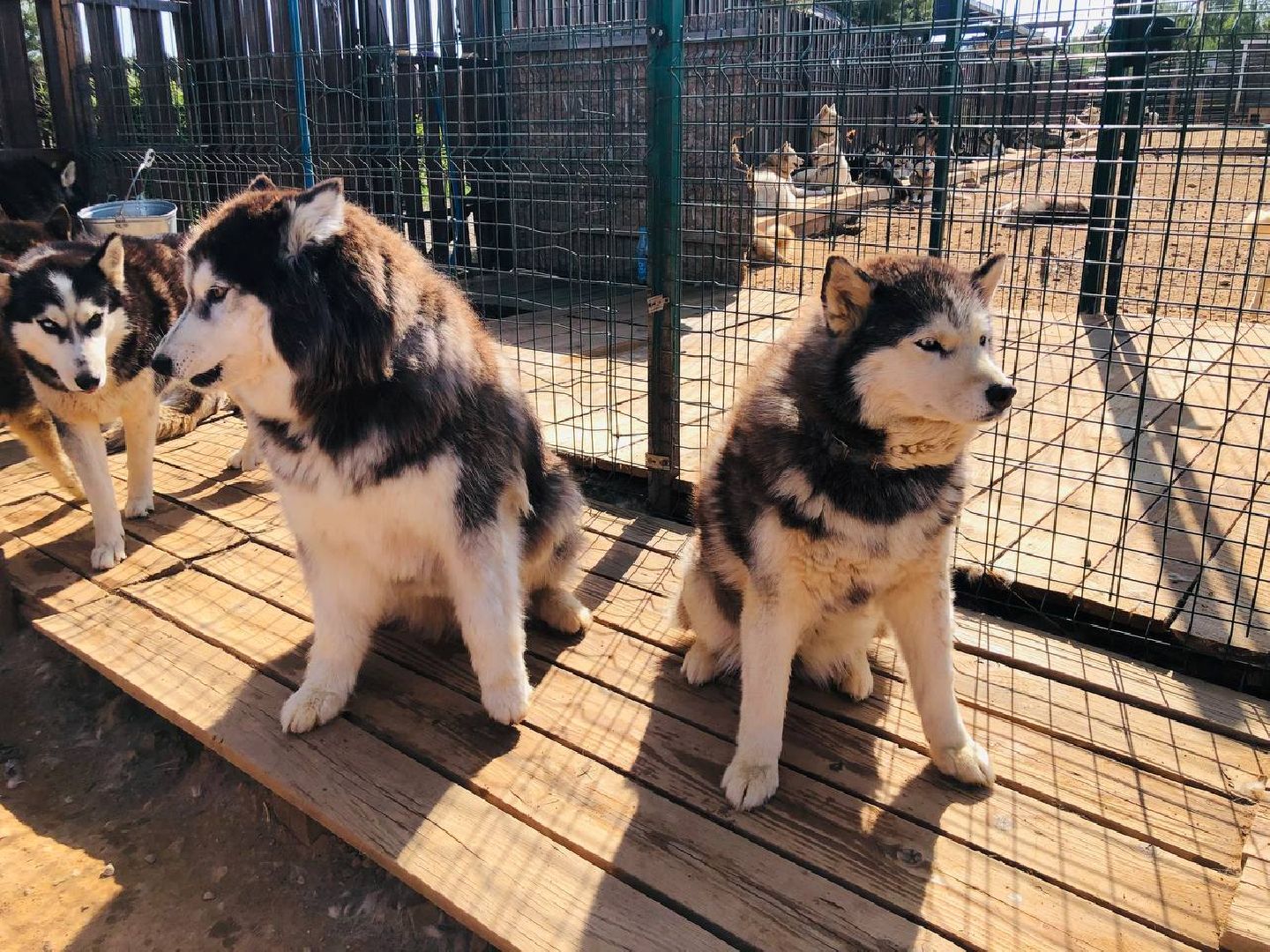 Руза, хаскидеревня, собаки, рузская Аляска, животные, туризм, дог-трекинг, катание на упряжках