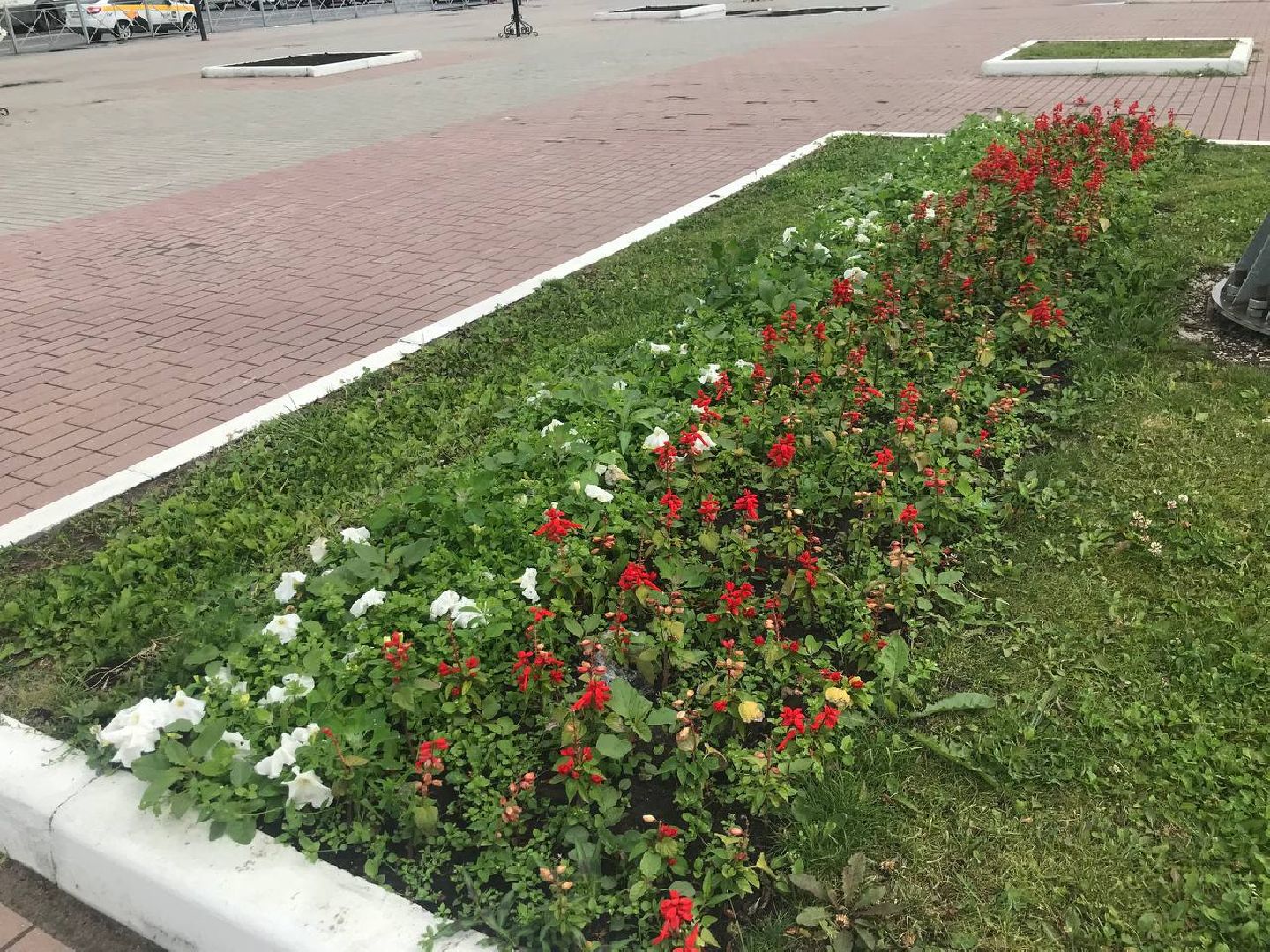 Коломна, благоустройство, высадка цветов