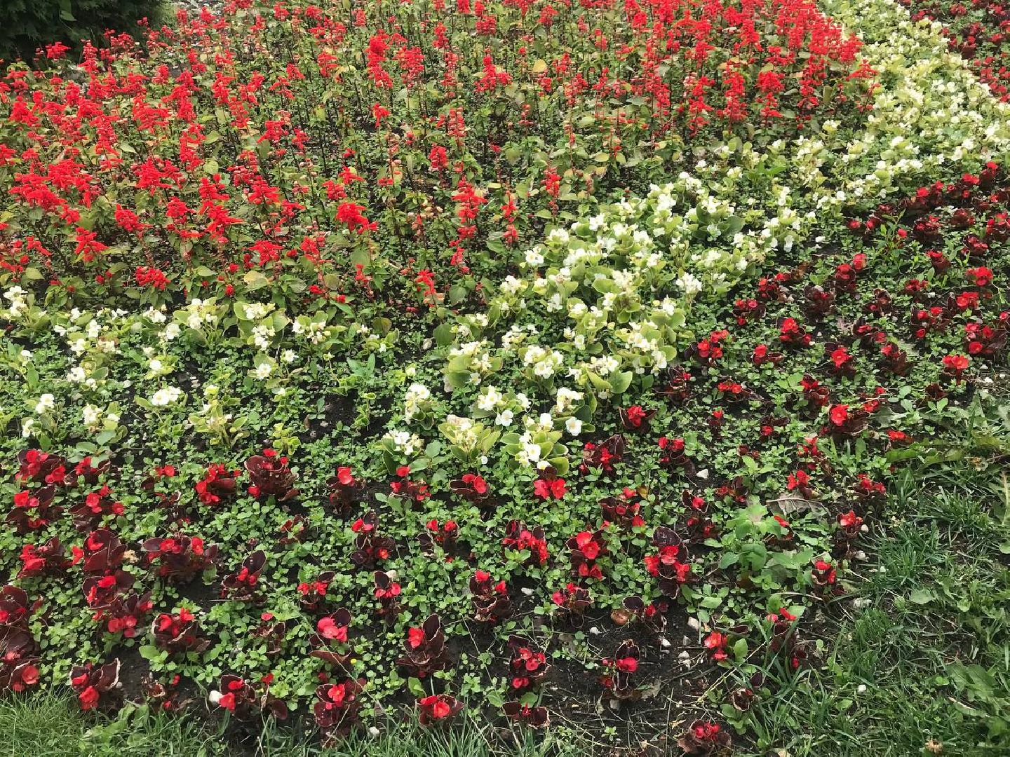 Коломна, благоустройство, высадка цветов