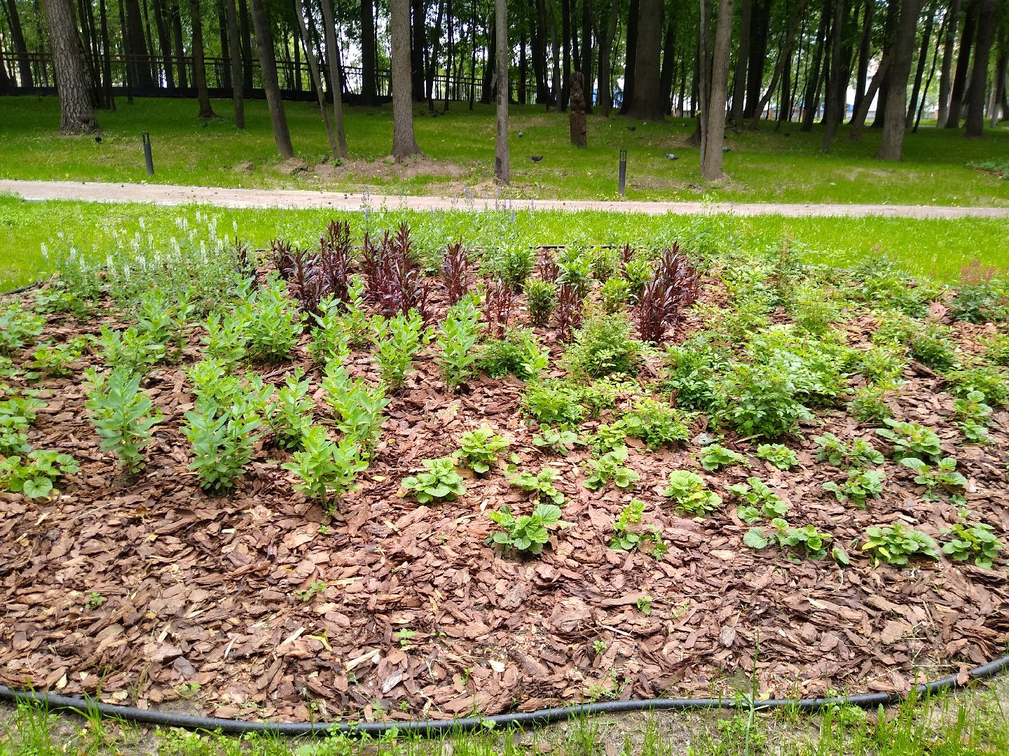 Раменское, благоустройство, парк, озеленение