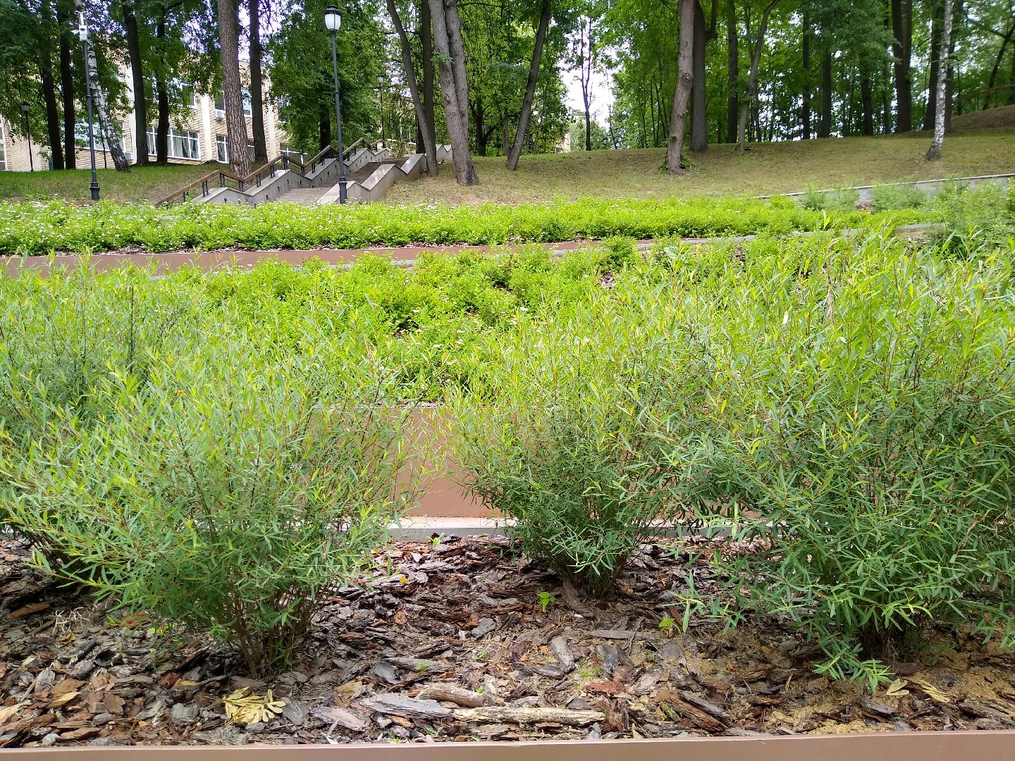 Раменское, благоустройство, парк, озеленение