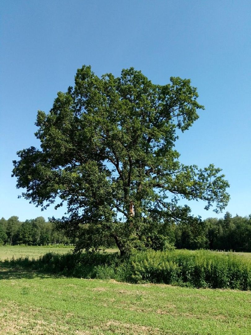 Красноармейск, Пушкинский, дуб, памятник живой природы, деревья России