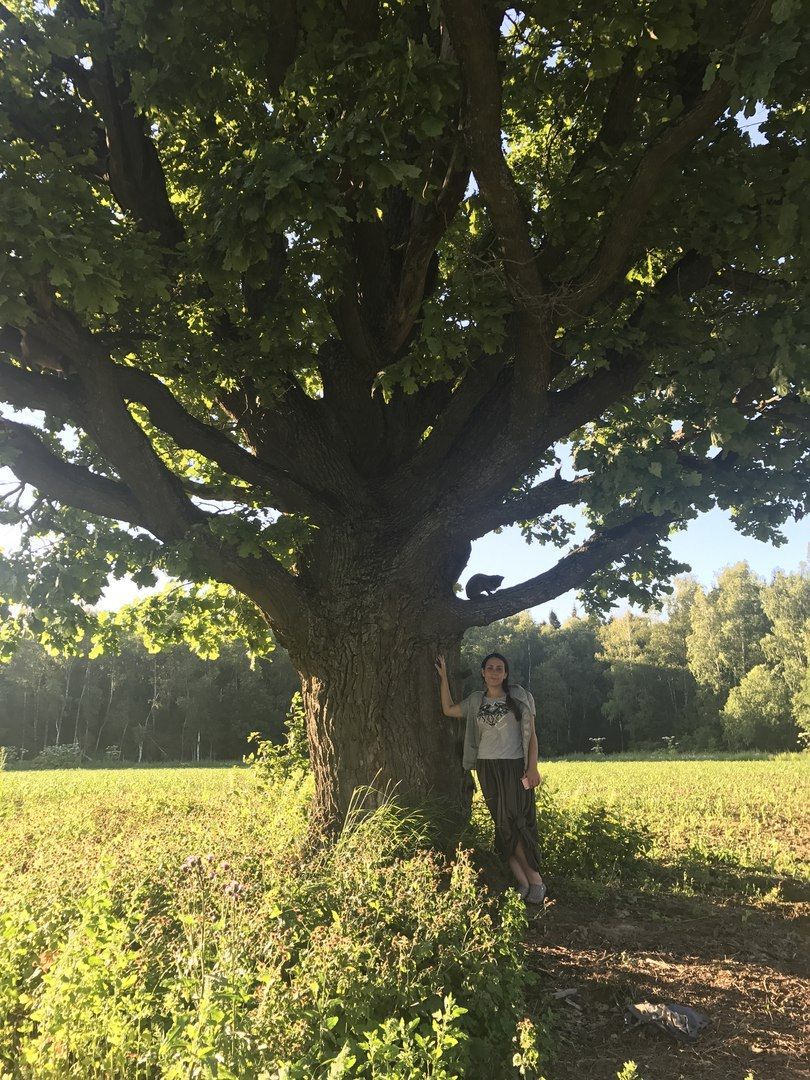 Красноармейск, Пушкинский, дуб, памятник живой природы, деревья России