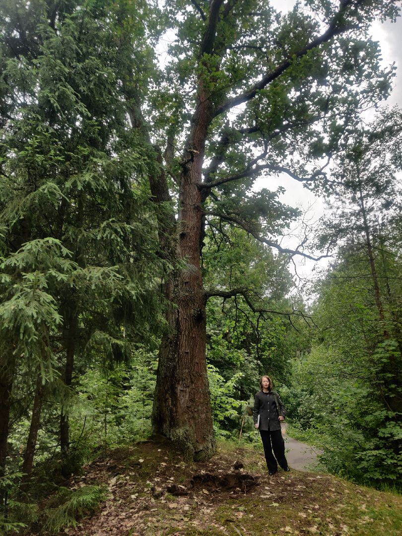 Красноармейск, Пушкинский, дуб, памятник живой природы, деревья России