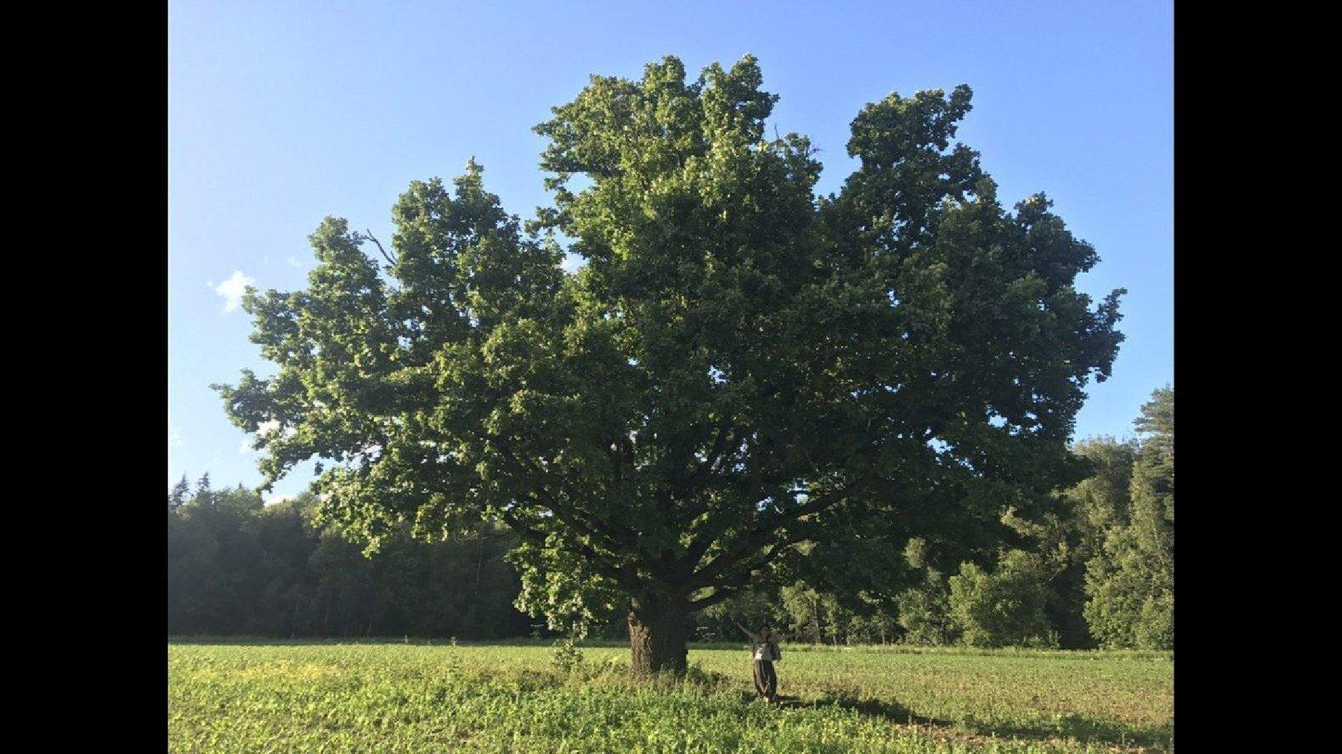 Красноармейск, Пушкинский, дуб, памятник живой природы, деревья России