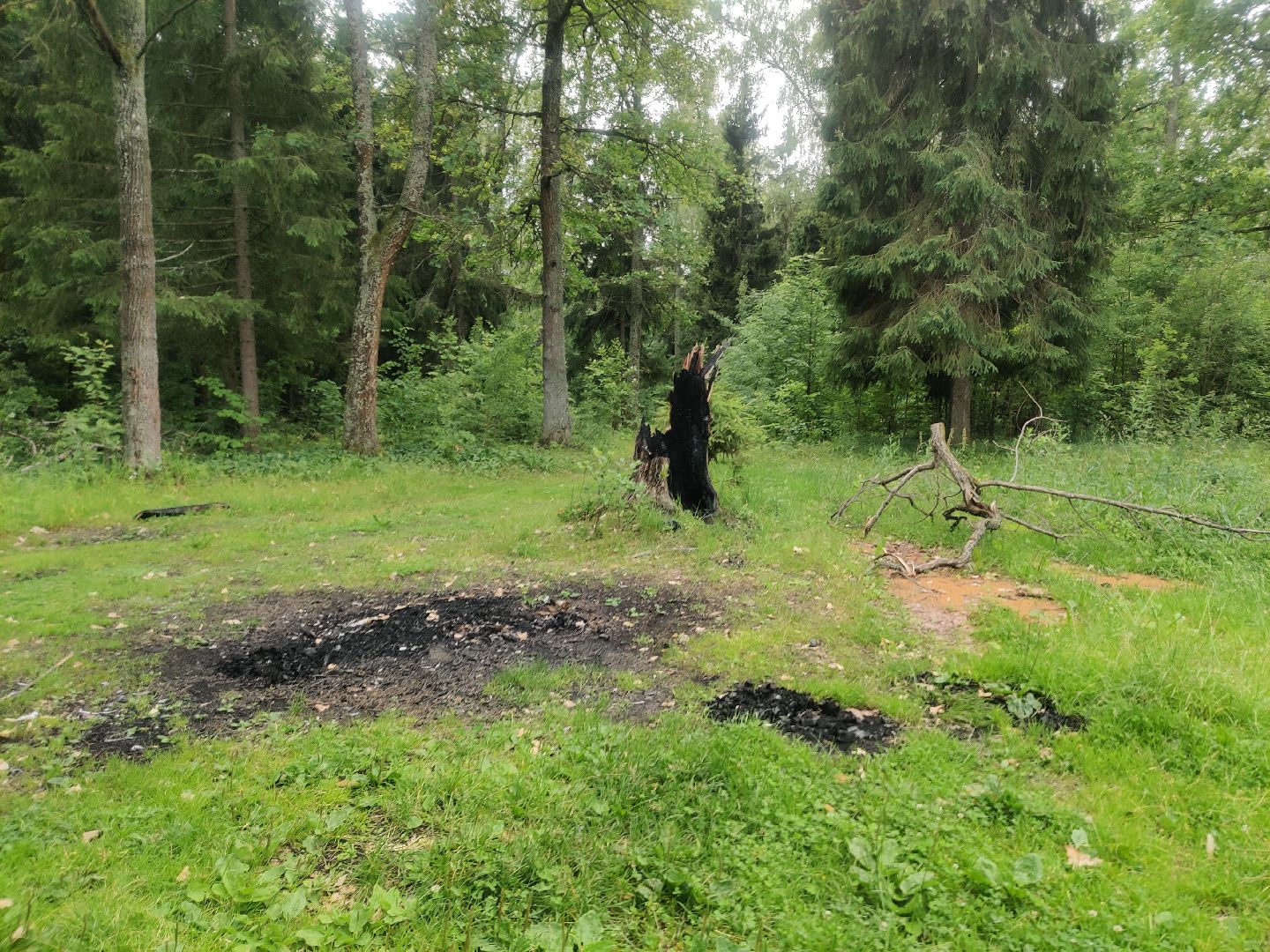 Красноармейск, Пушкинский, дуб, памятник живой природы, деревья России