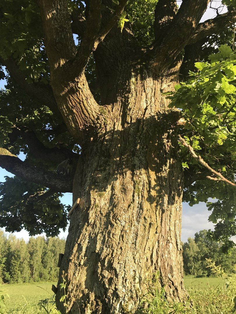 Красноармейск, Пушкинский, дуб, памятник живой природы, деревья России