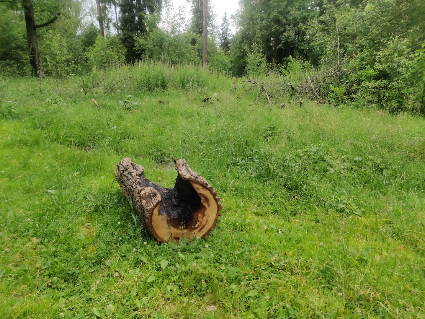 Красноармейск, Пушкинский, дуб, памятник живой природы, деревья России
