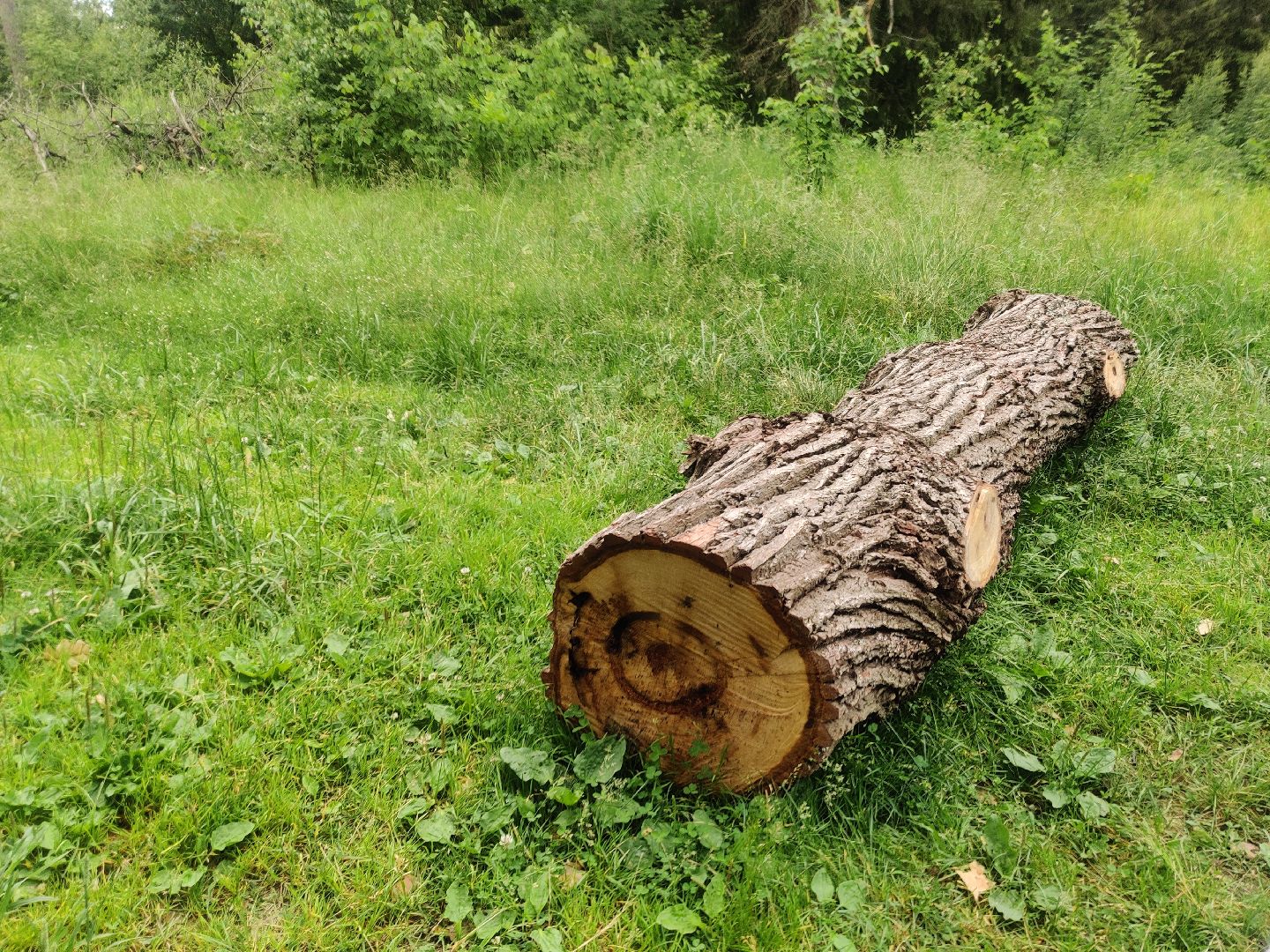Красноармейск, Пушкинский, дуб, памятник живой природы, деревья России
