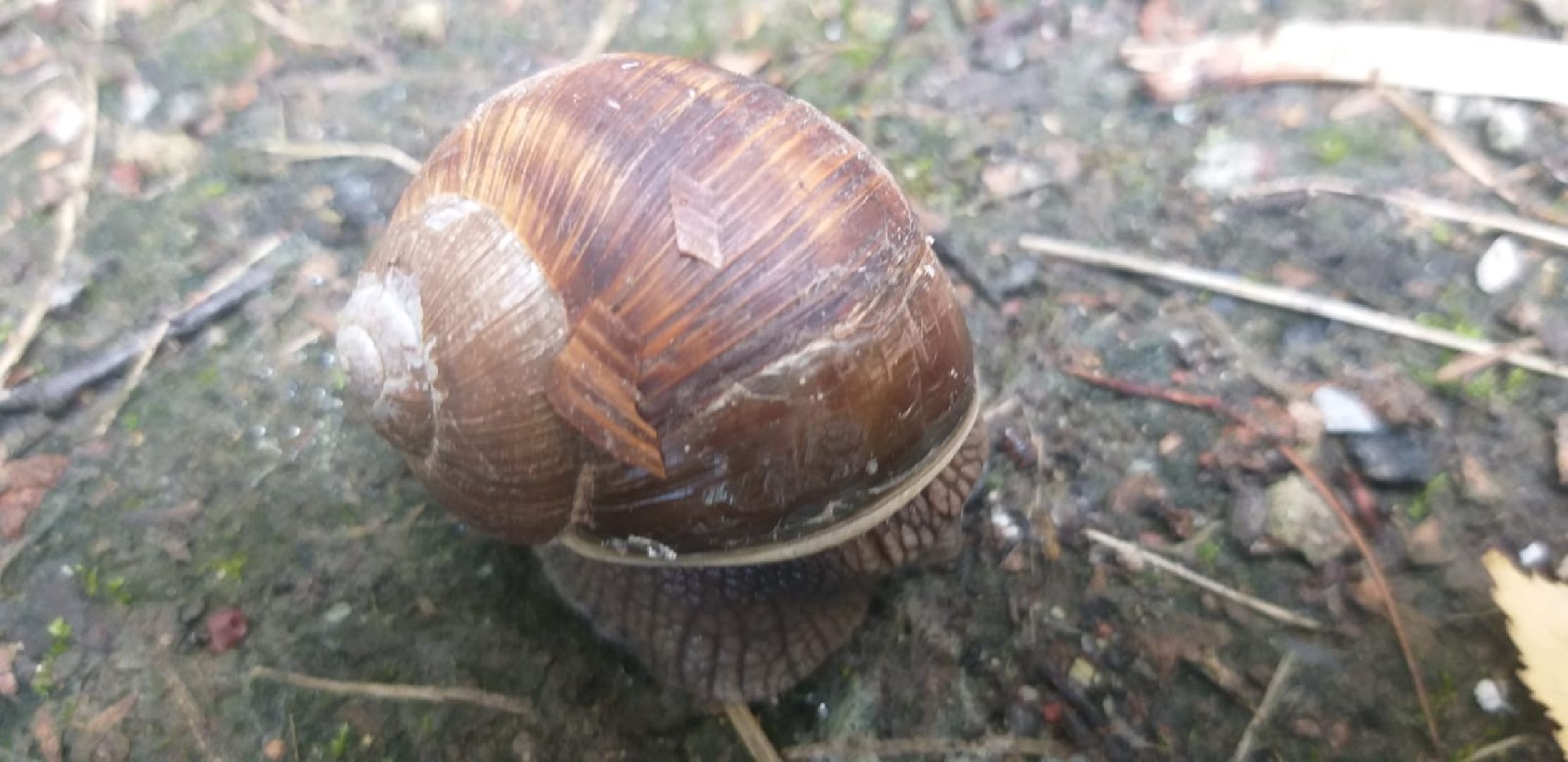 Улитки, дожди в Подмосковье, Малаколог, Наро-Фоминск