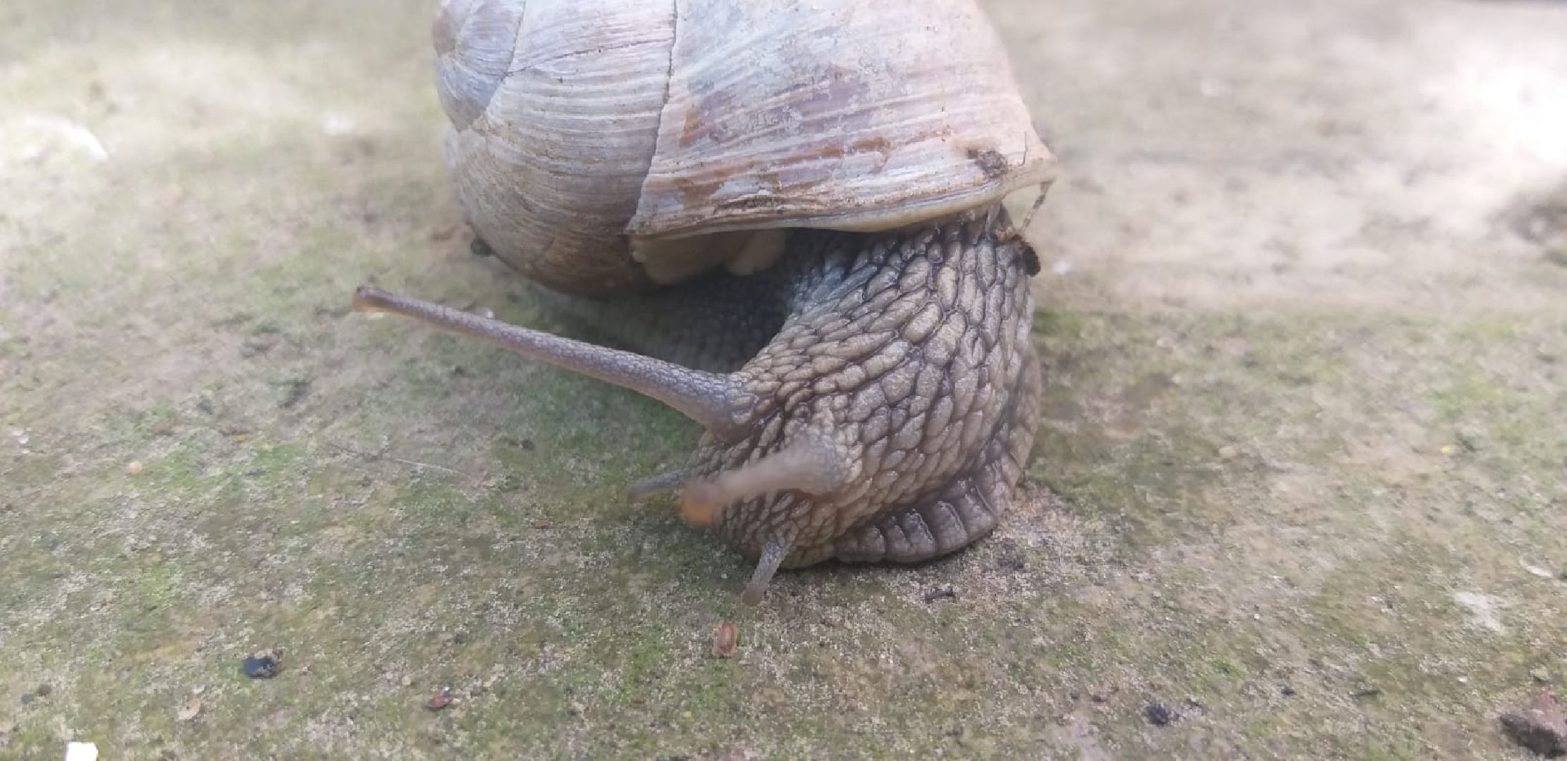 Улитки, дожди в Подмосковье, Малаколог, Наро-Фоминск