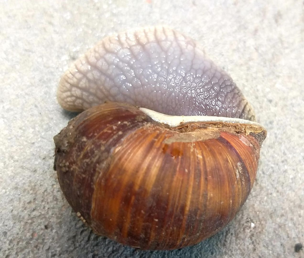 Улитки, дожди в Подмосковье, Малаколог, Наро-Фоминск