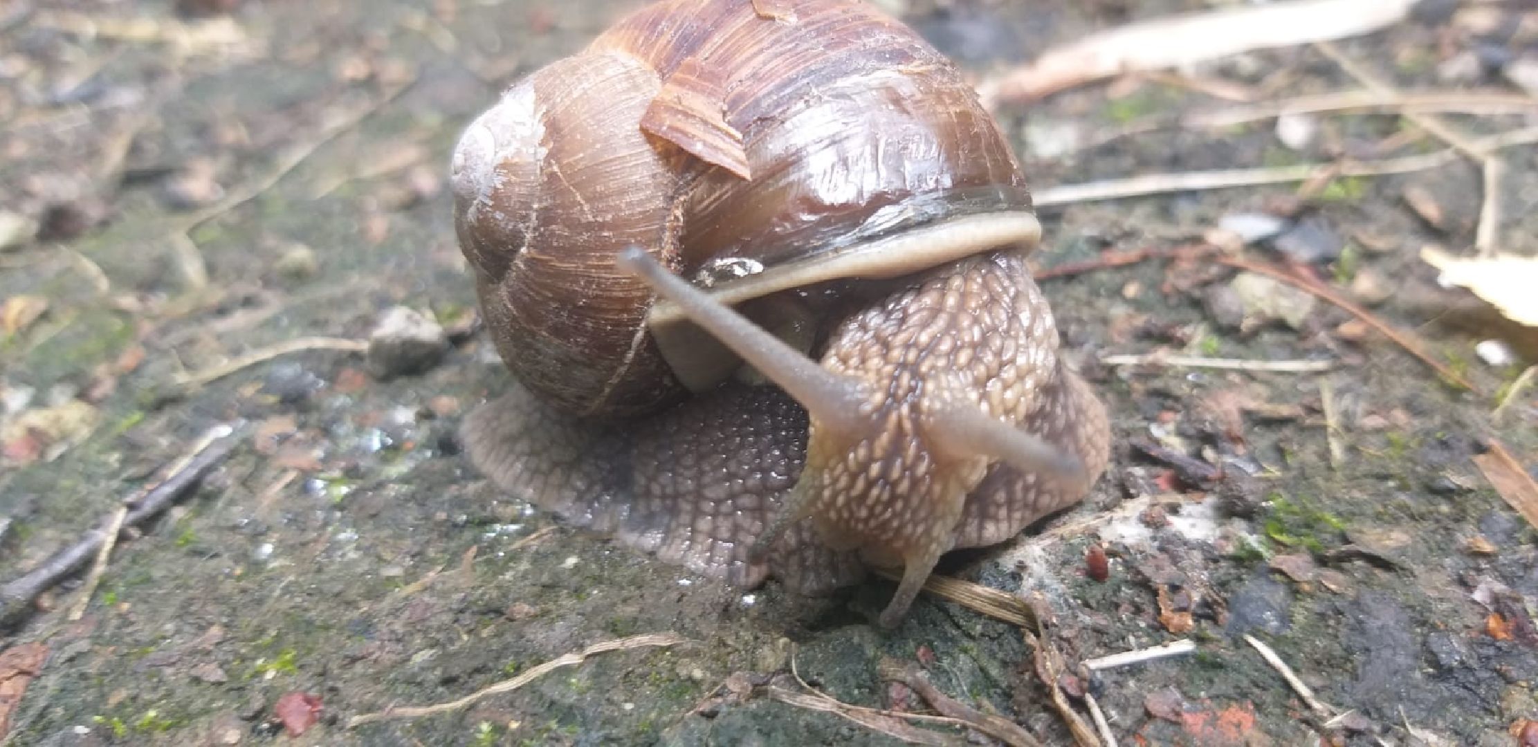 Улитки, дожди в Подмосковье, Малаколог, Наро-Фоминск