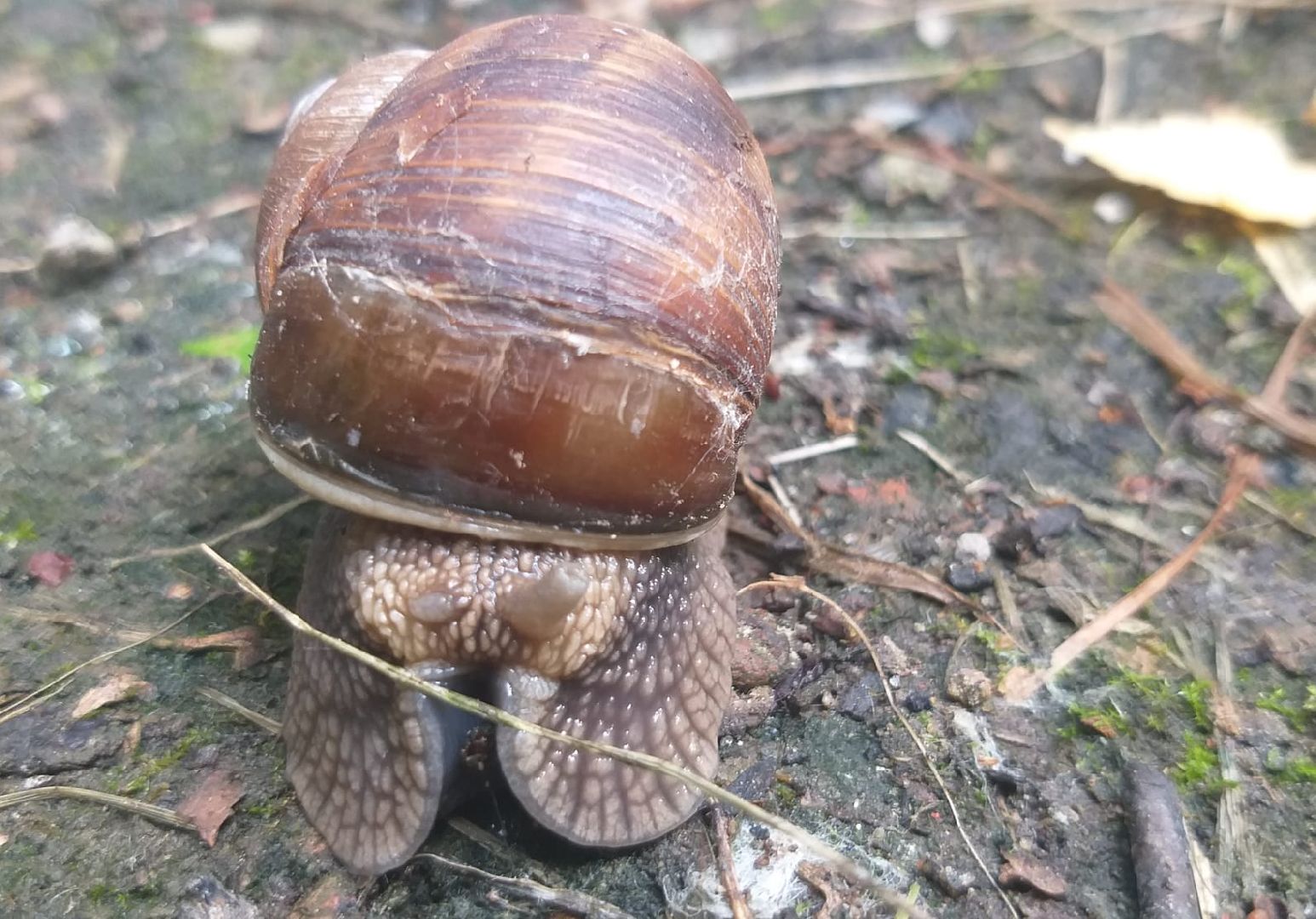 Улитки, дожди в Подмосковье, Малаколог, Наро-Фоминск
