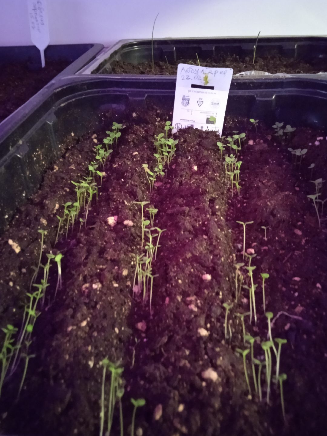 Город-сад, рассада, озеленение, бесплатно, Жуковский, волонтёры