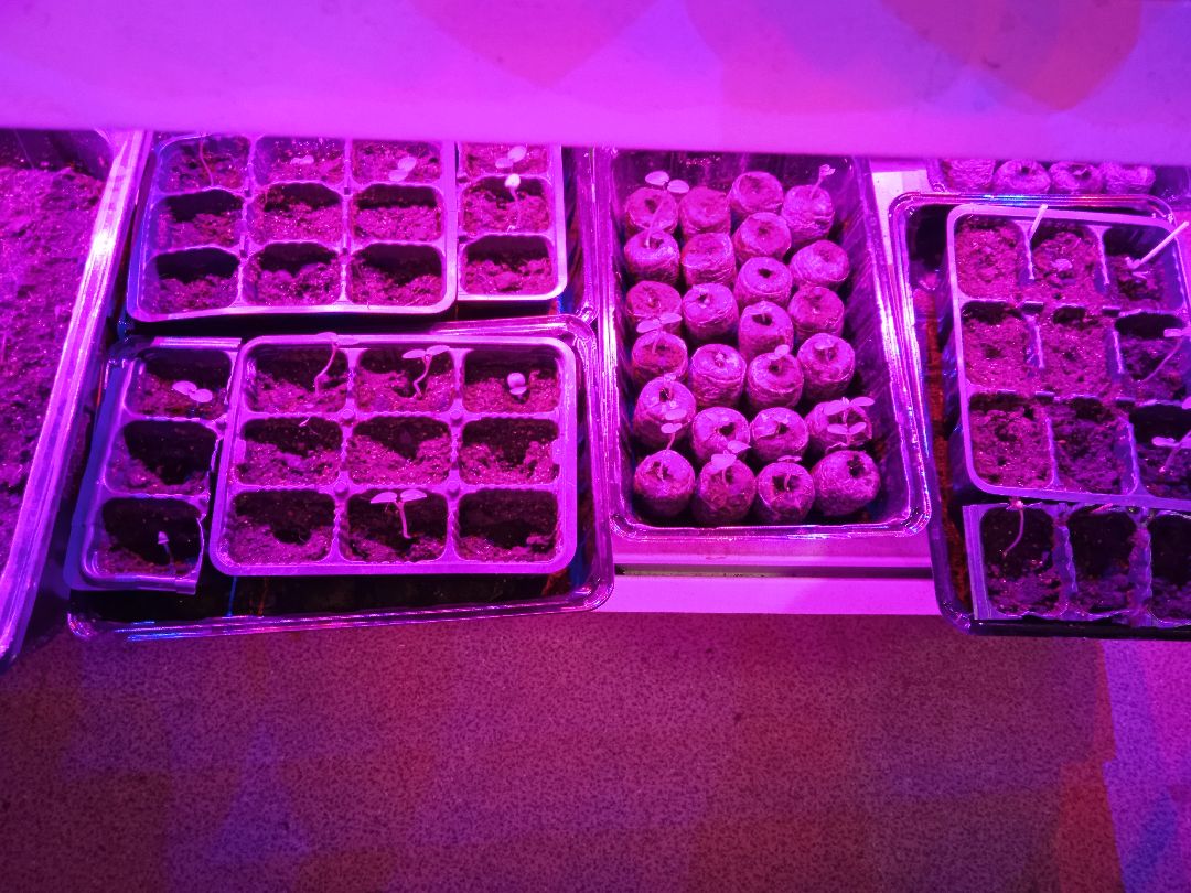 Город-сад, рассада, озеленение, бесплатно, Жуковский, волонтёры