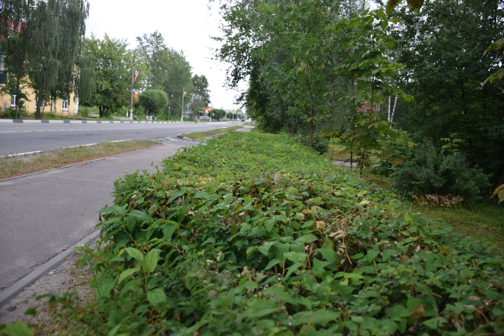 Павловский Посад, городской округ Павловский Посад, благоустройство, кусты, люди, работа, природа
