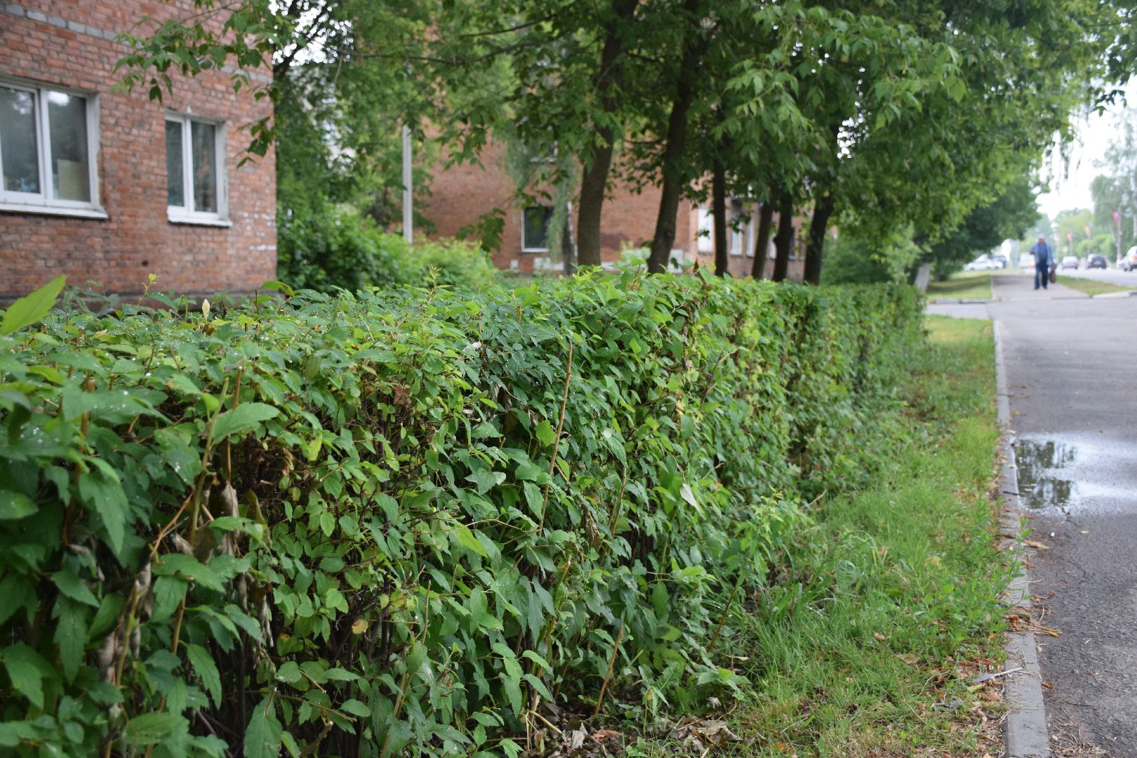 Павловский Посад, городской округ Павловский Посад, благоустройство, кусты, люди, работа, природа