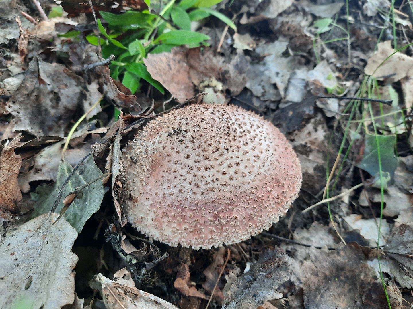 #шатура, #лес, #грибы, #торфяники, #природа