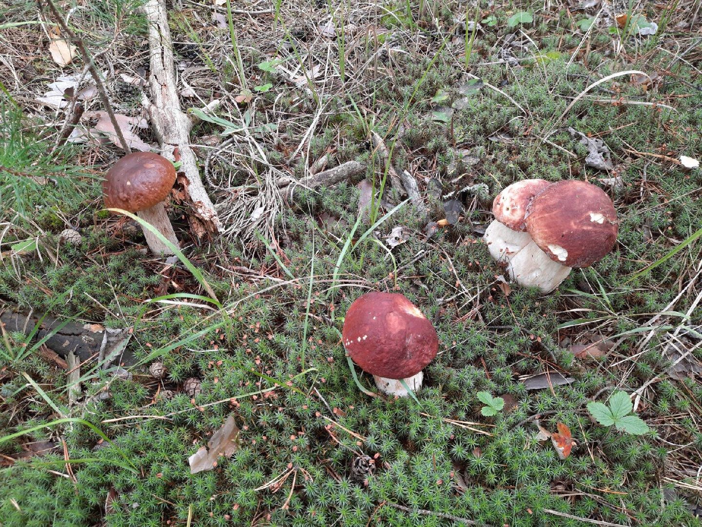 #шатура, #лес, #грибы, #торфяники, #природа