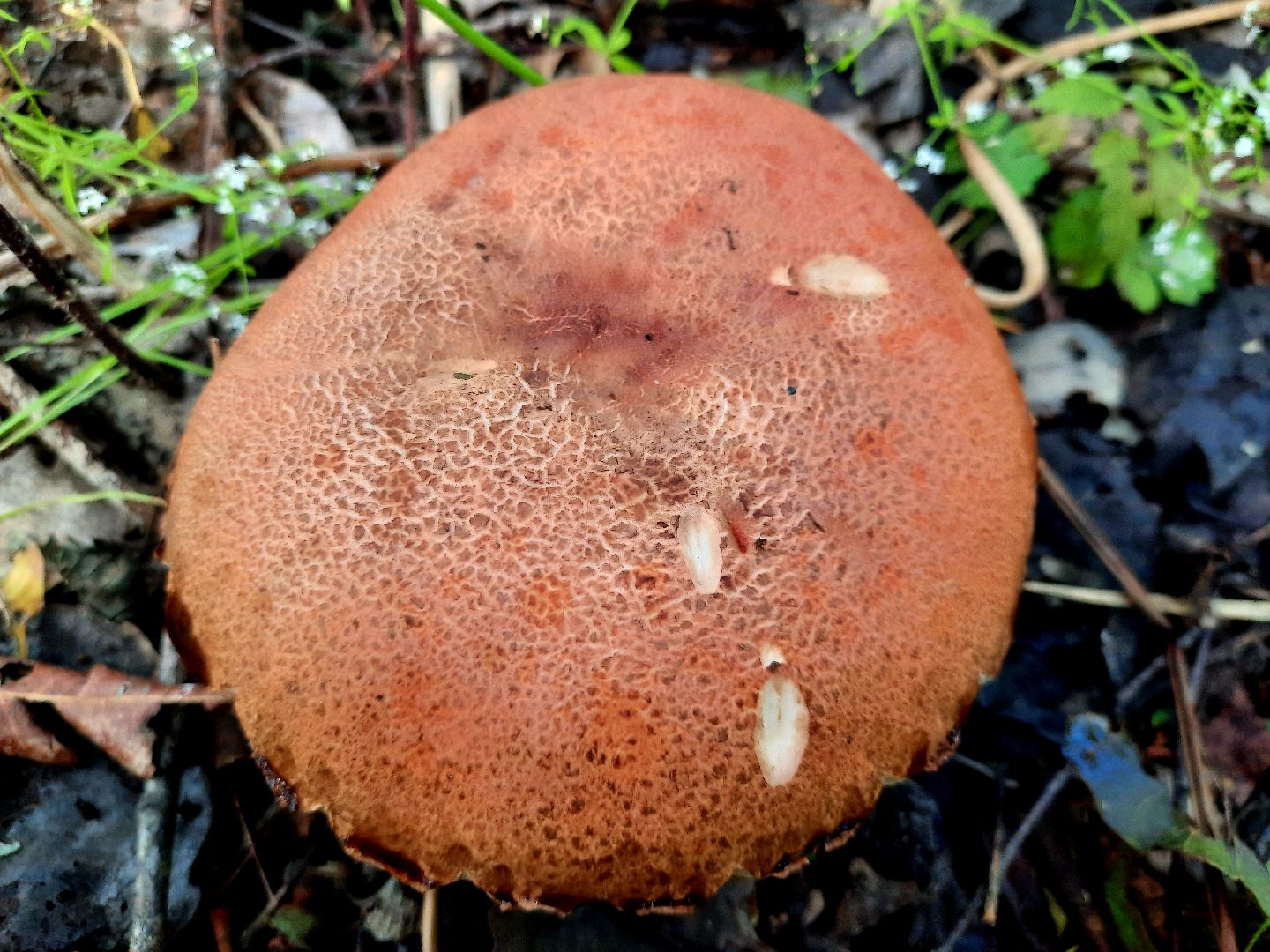 #шатура, #лес, #грибы, #торфяники, #природа